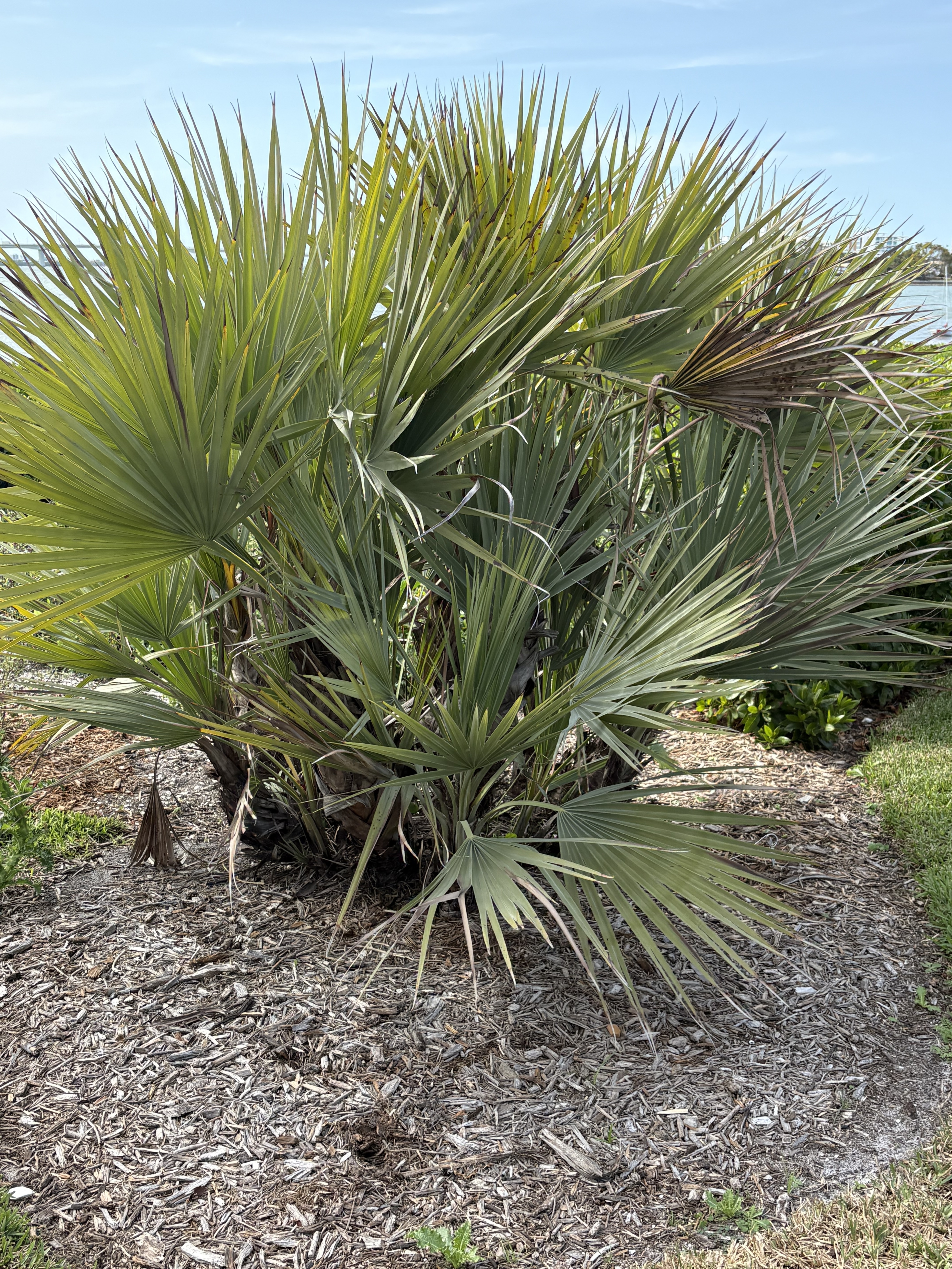 Silbey Gardens Nannorrhopz ritchiana