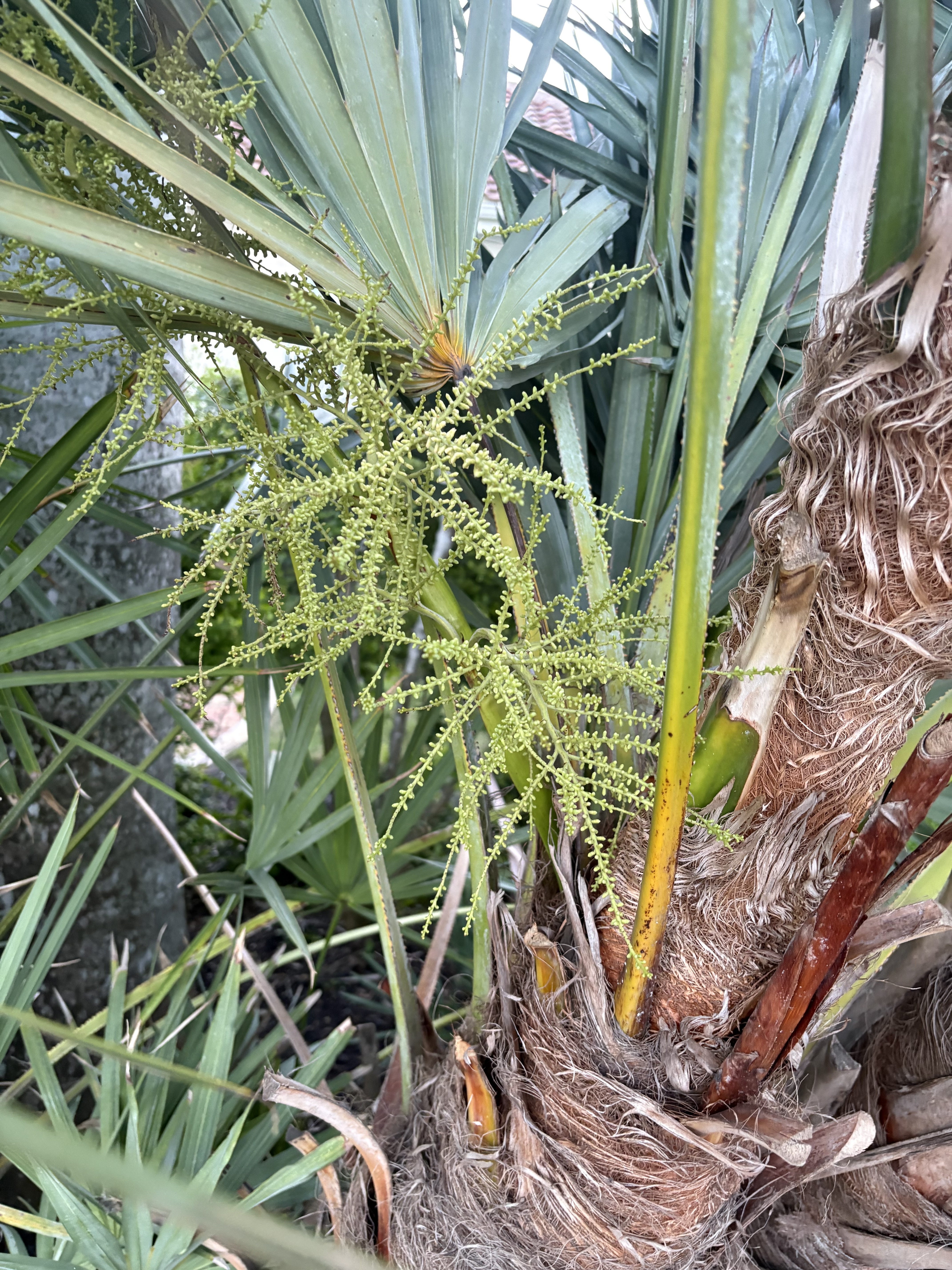 Serenoa repens