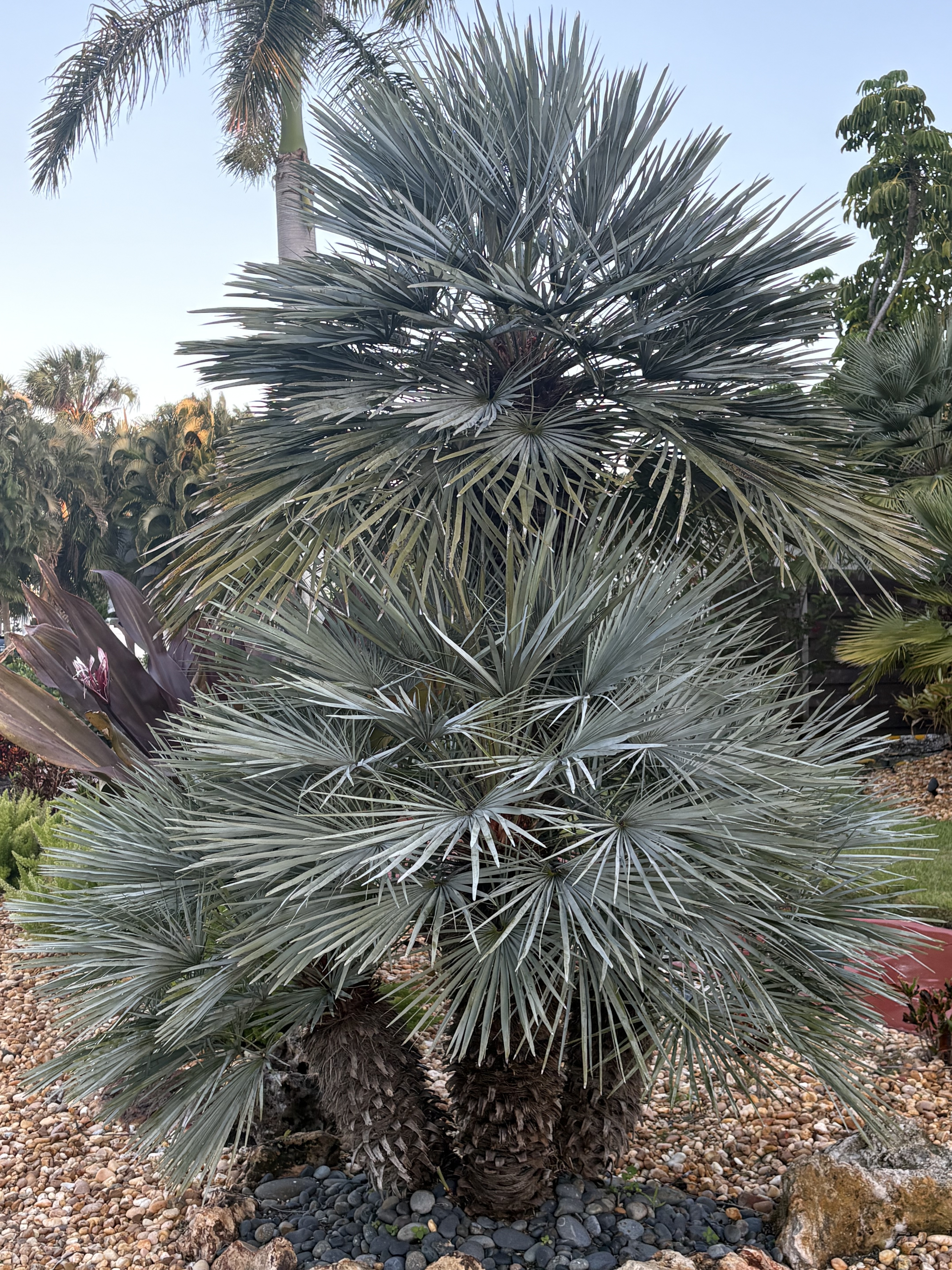 Chamaerops humilis var. argentea