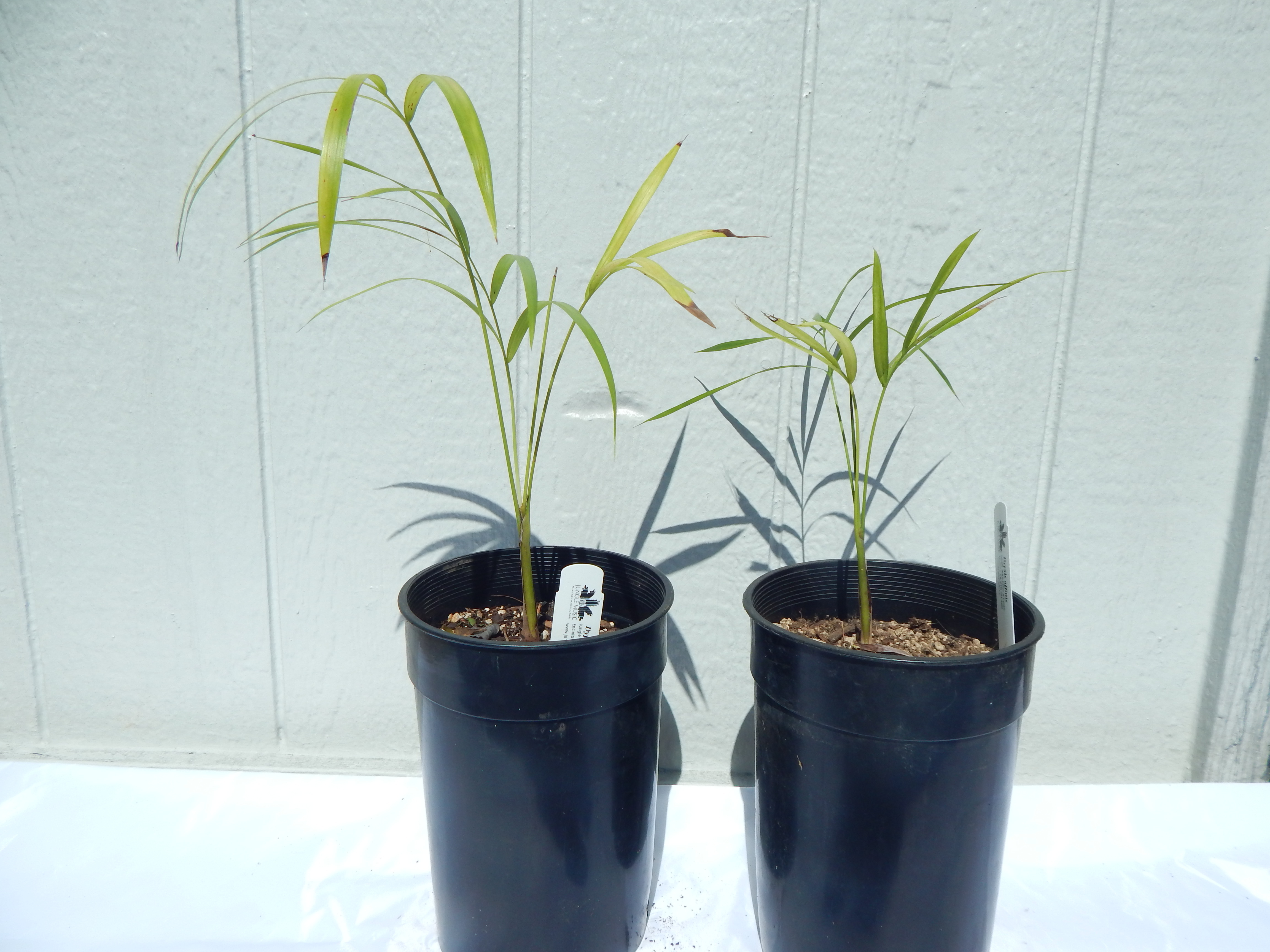 Dypsis scottiana