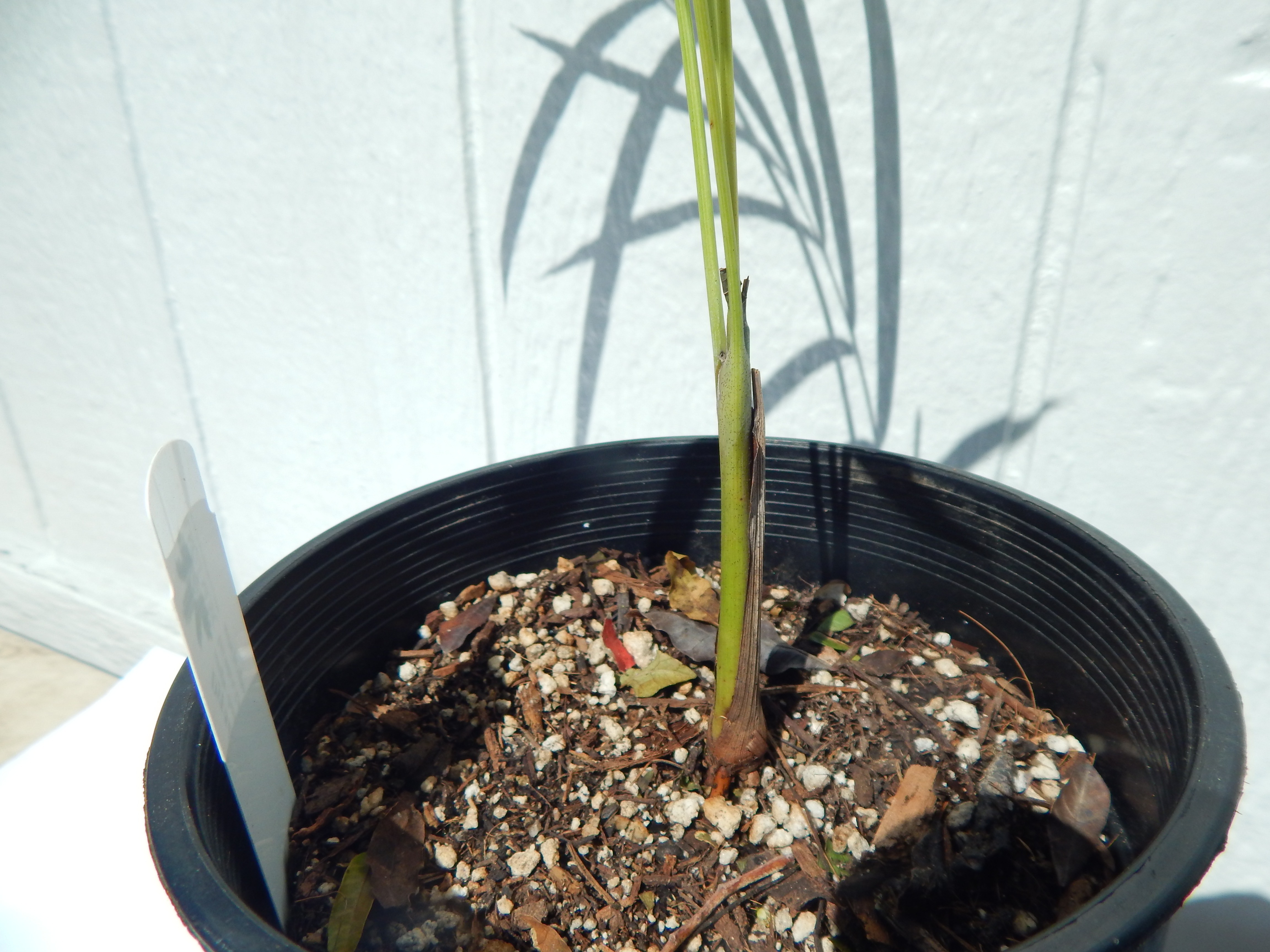 Dypsis scottiana