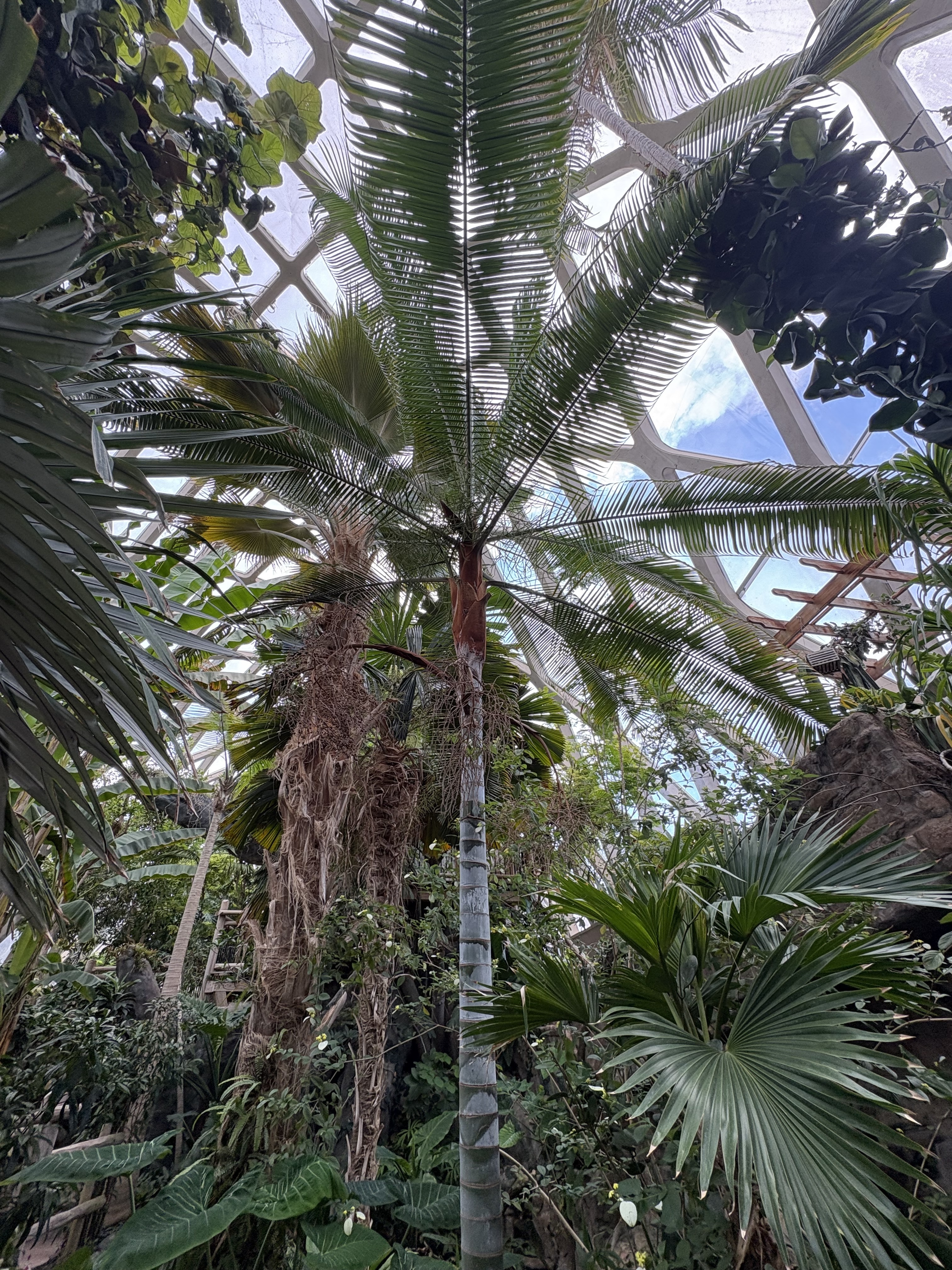 Denver Botanic Gardens Chrysalidocarpus lastellanius