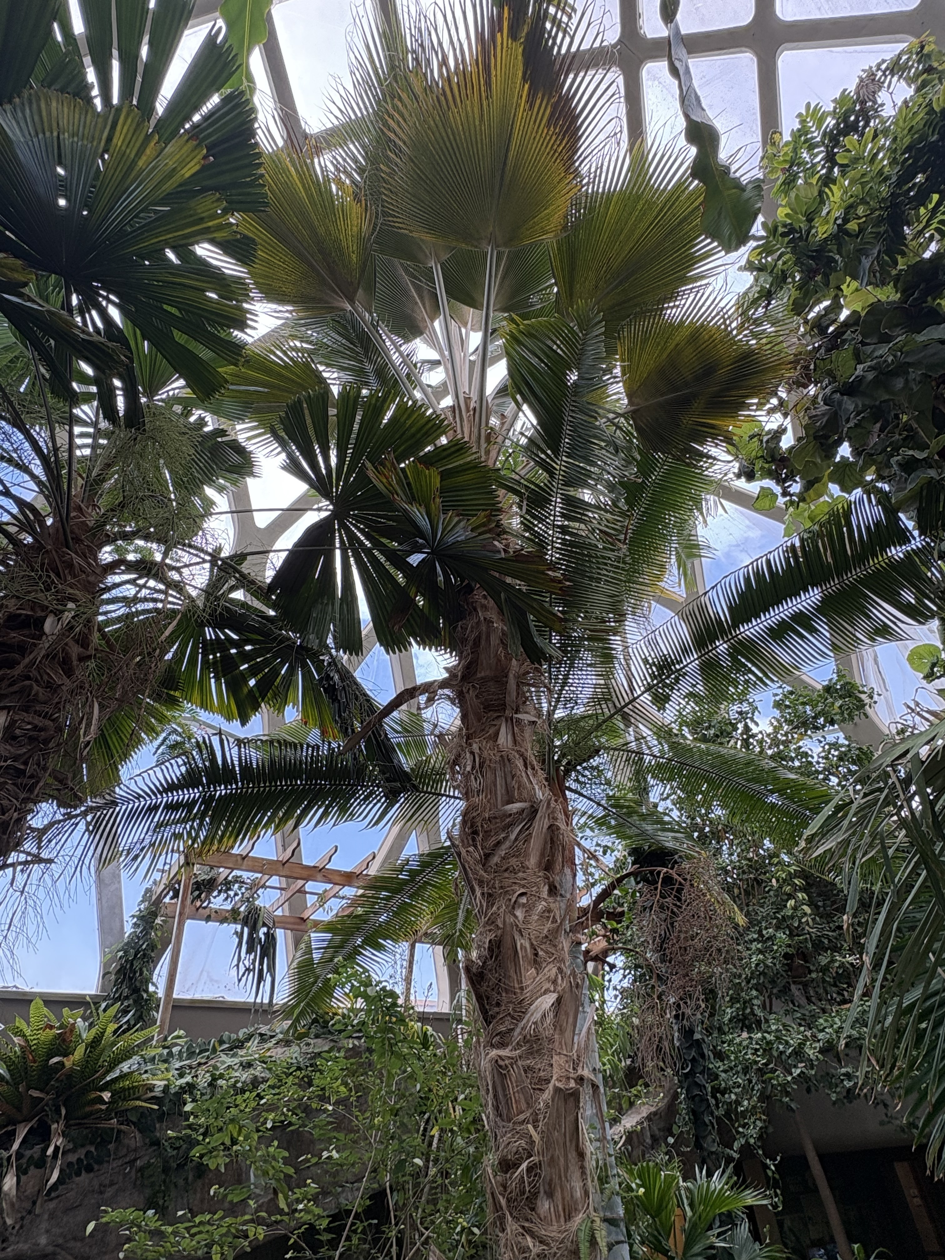 Denver Botanic Gardens Pritchardia remota