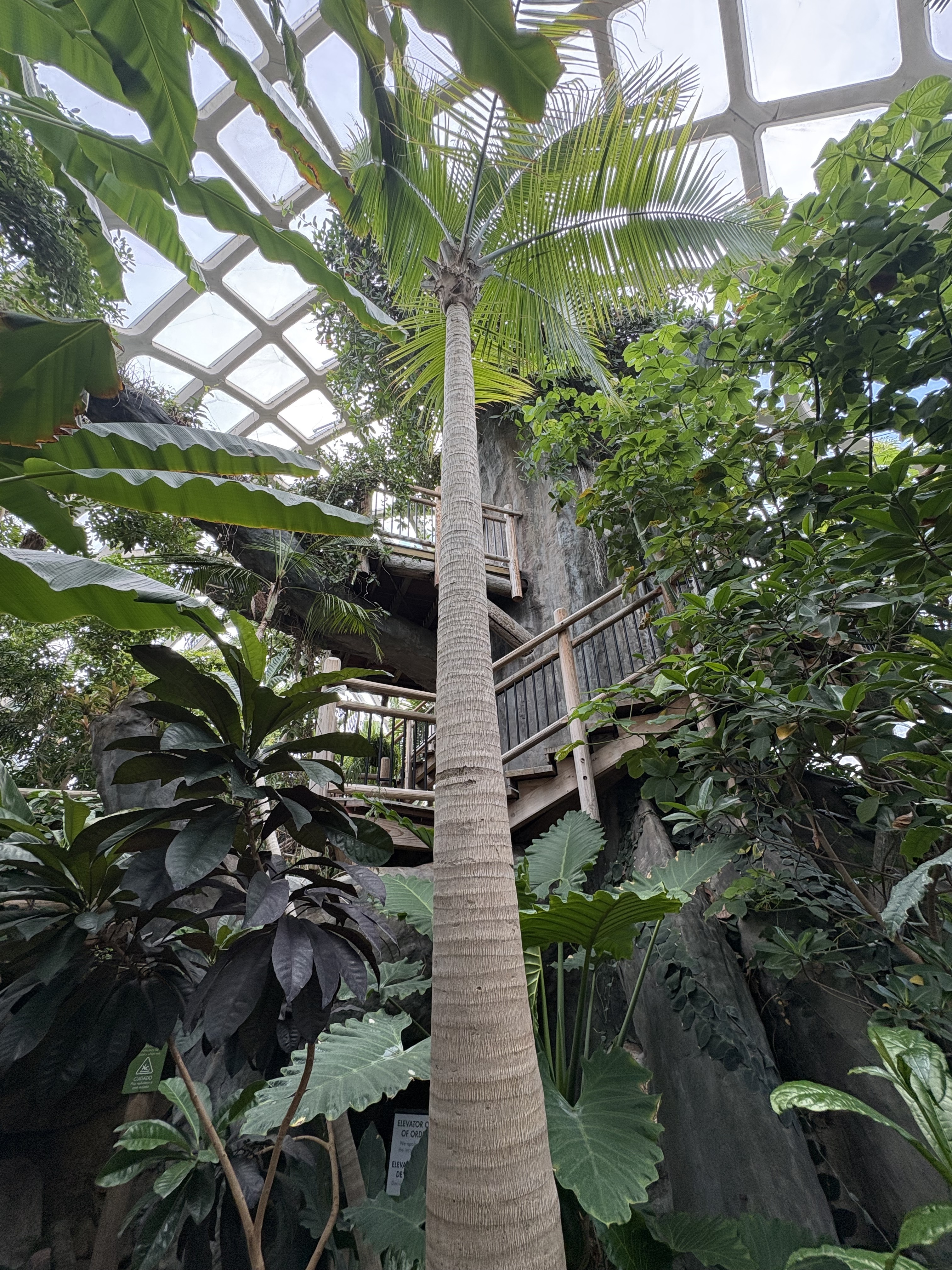 Denver Botanic Gardens Ravenea glauca