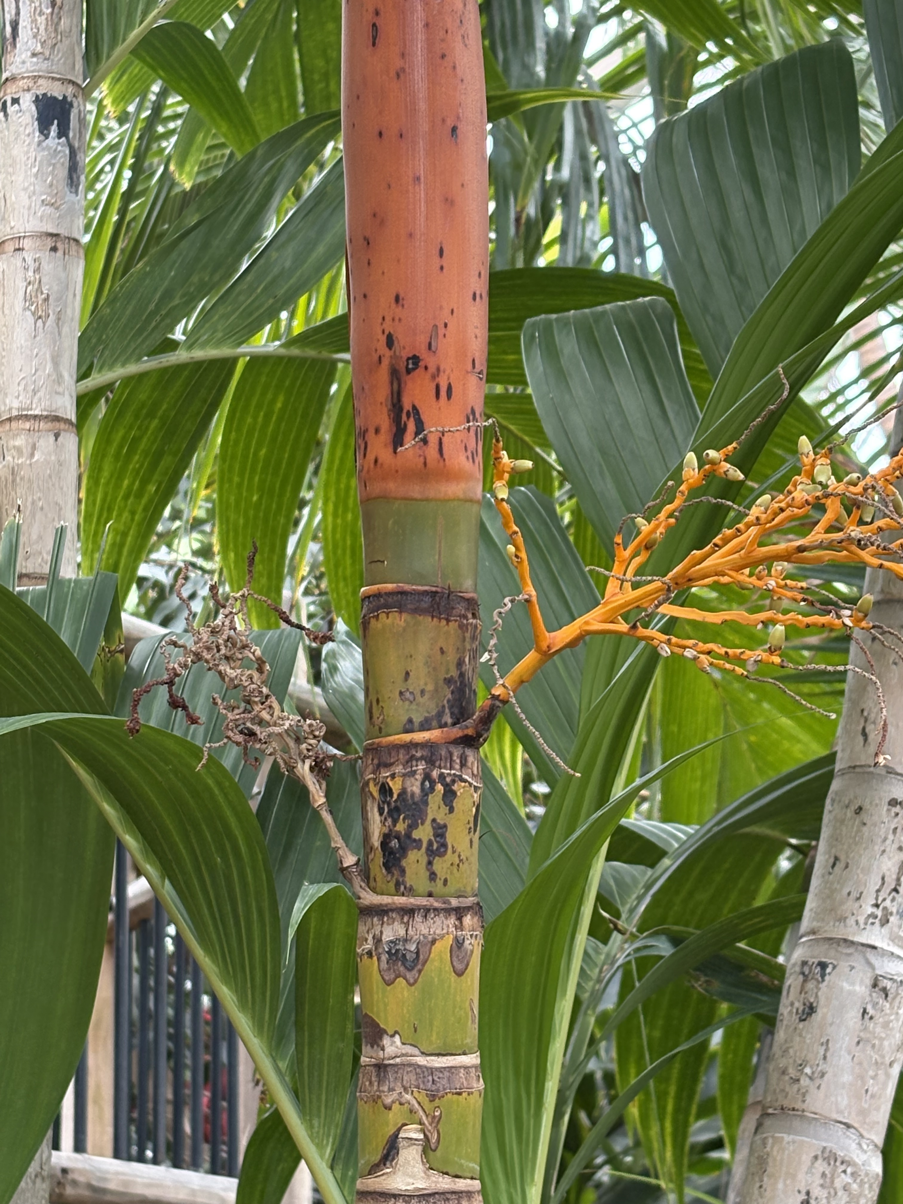 Denver Botanic Gardens Areca vestiaria orange inflorescence