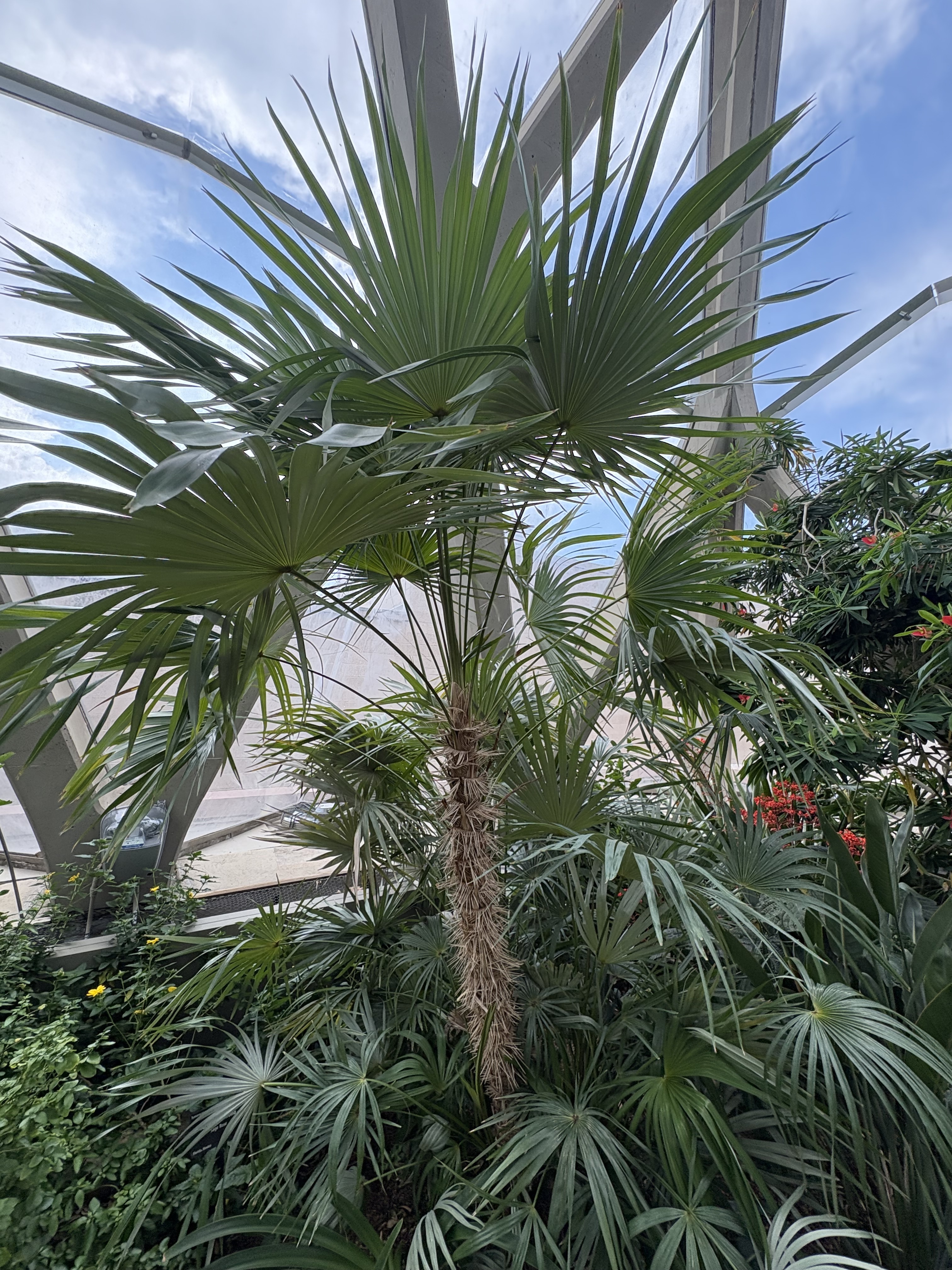 Denver Botanic Gardens Coccothrinax crinita