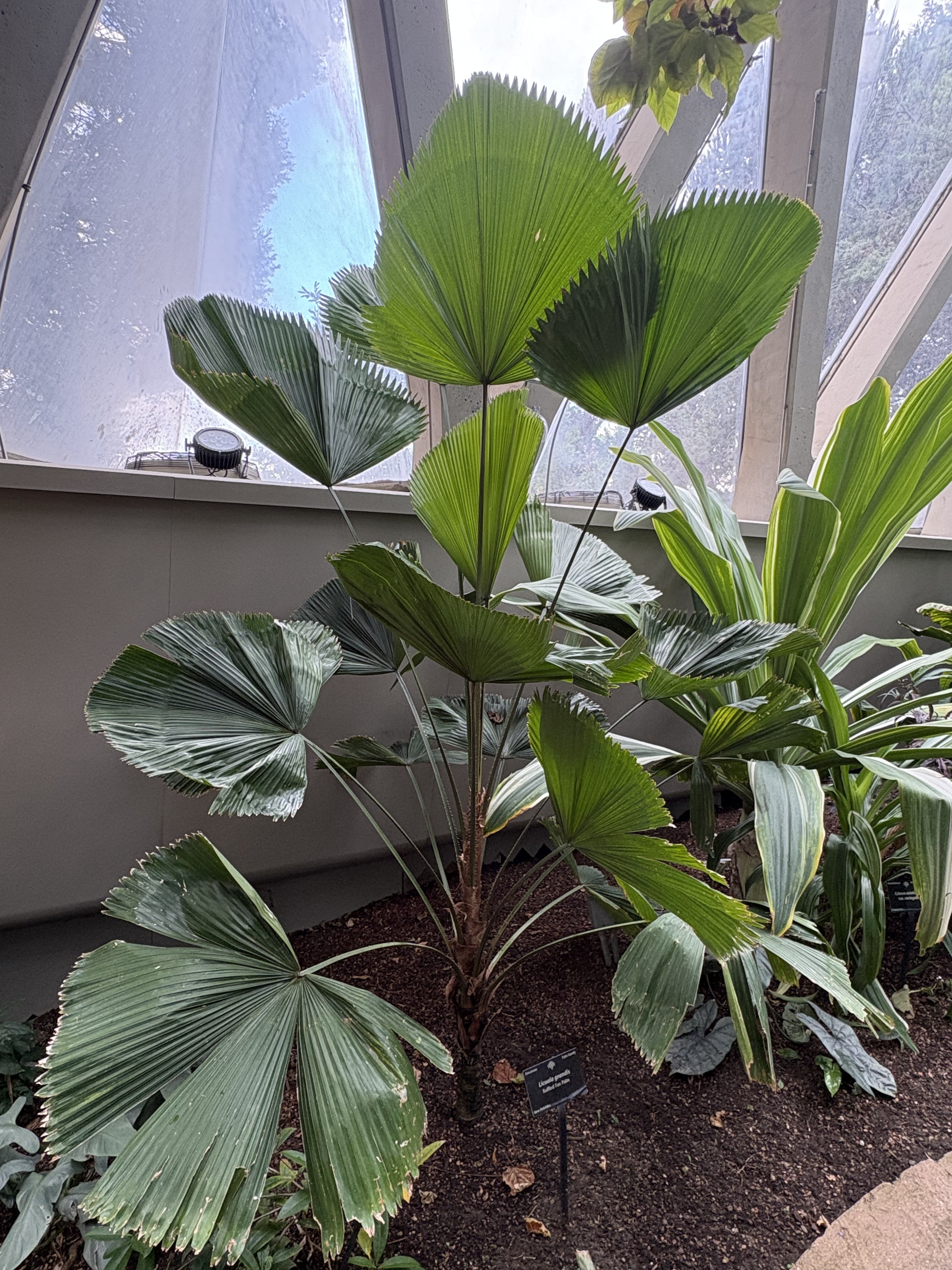 Denver Botanic Gardens Licuala grandis