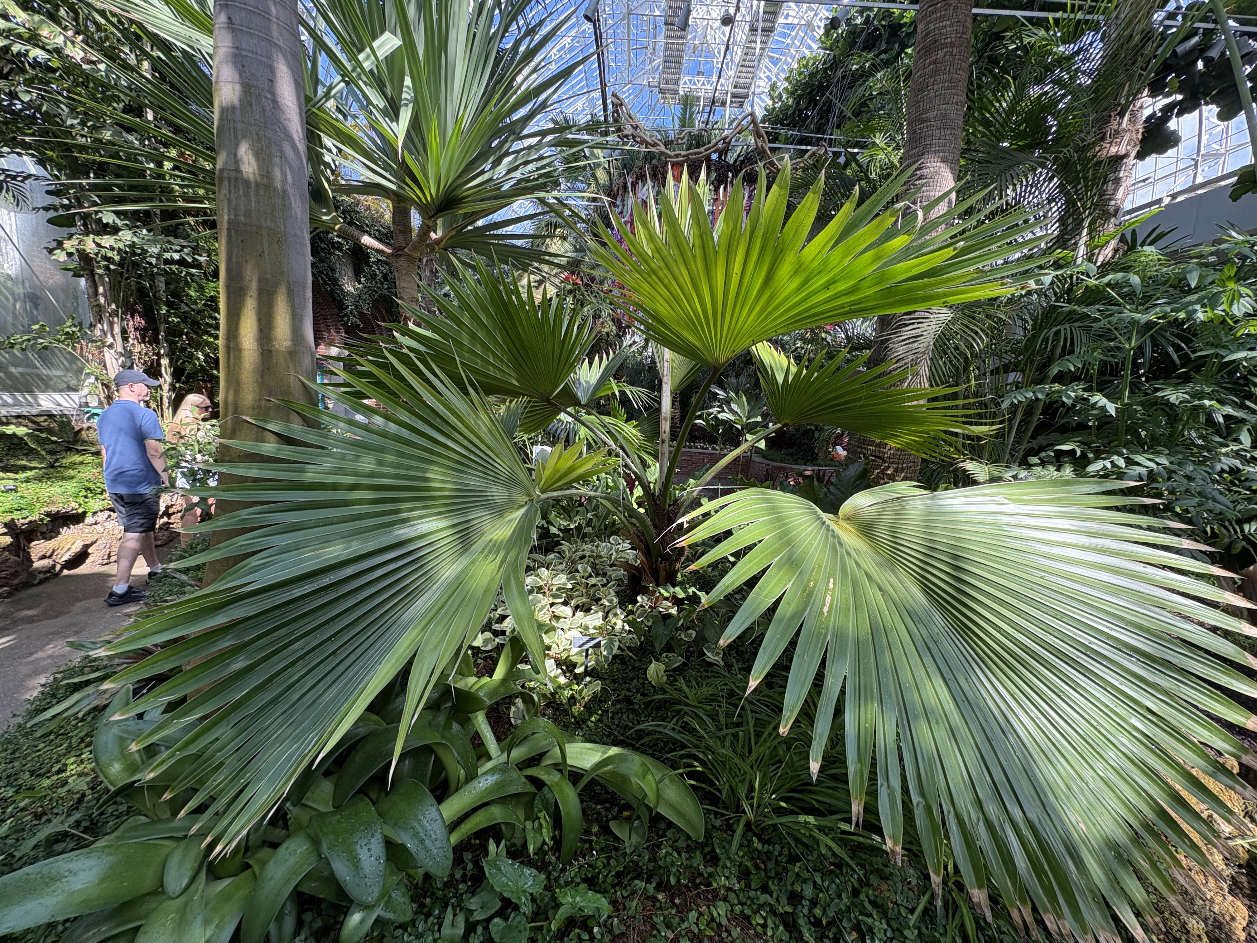 Pritchardia pacifica