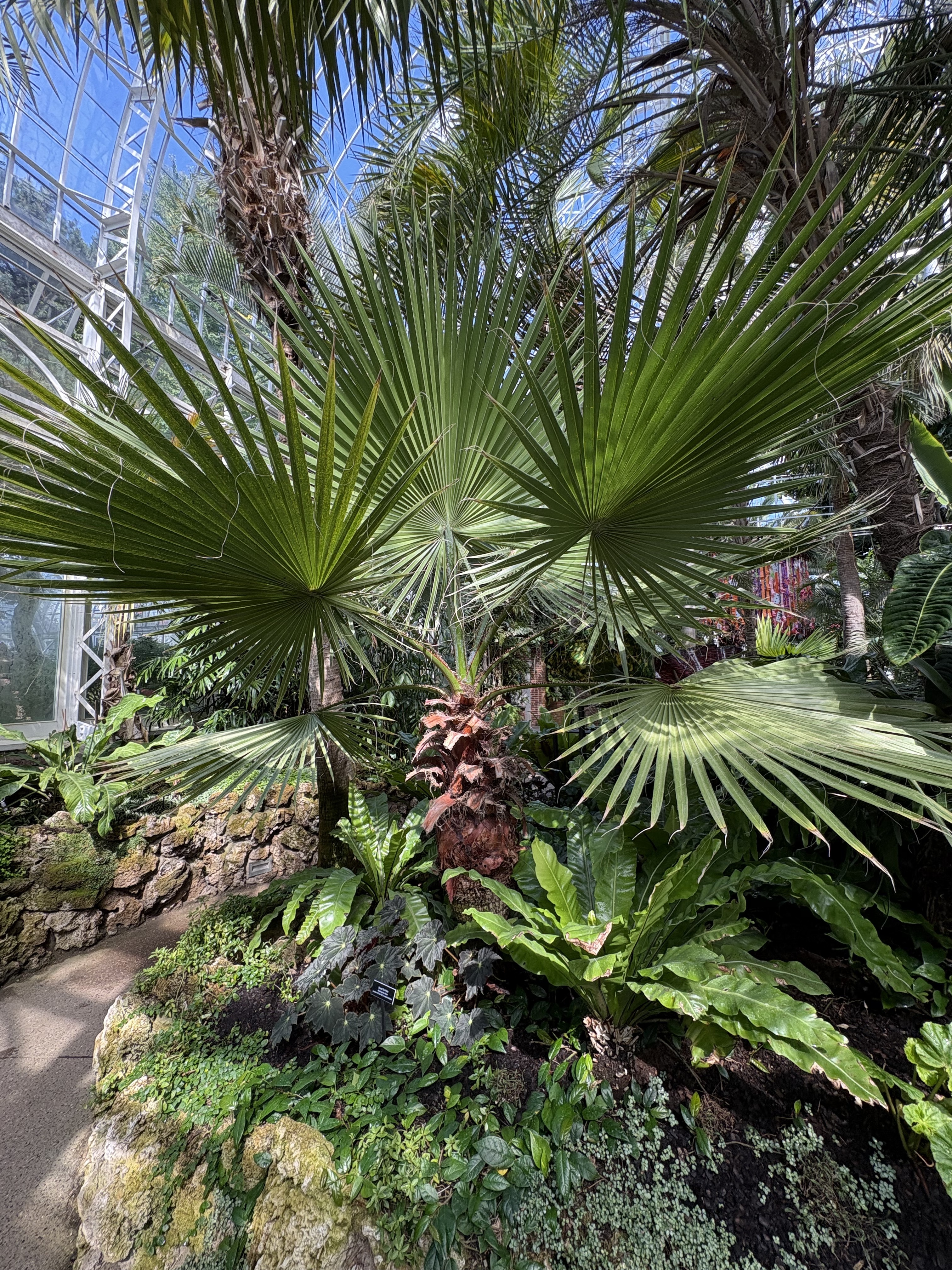 Washingtonia filifera