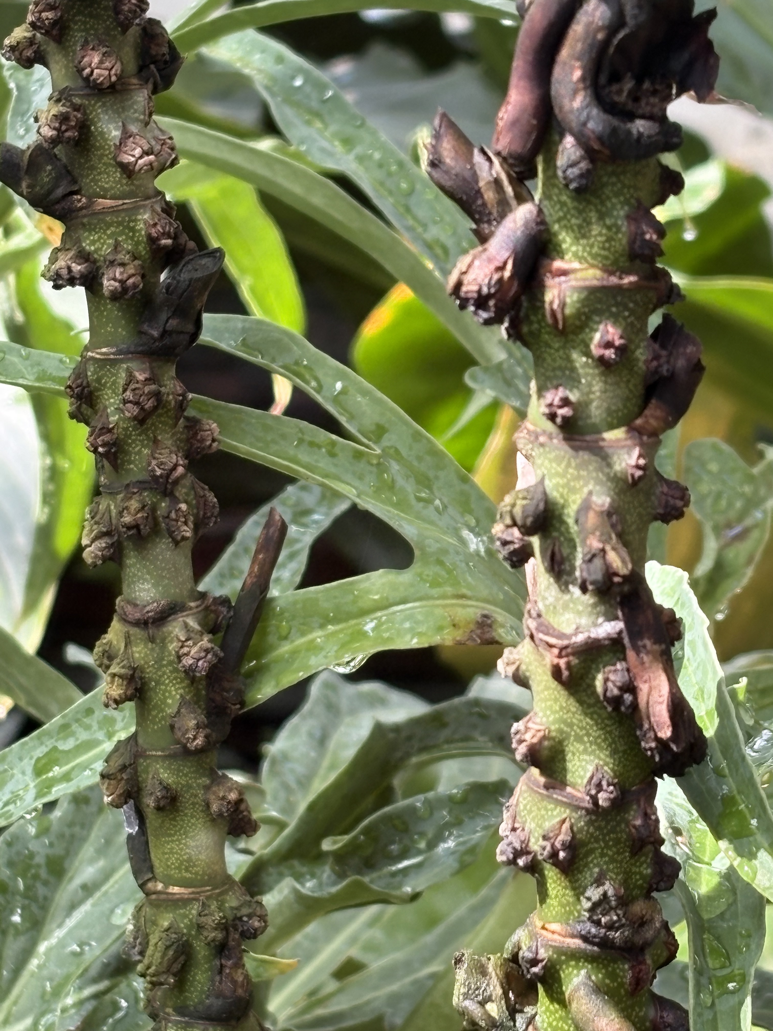 Chamaedorea adscendens
