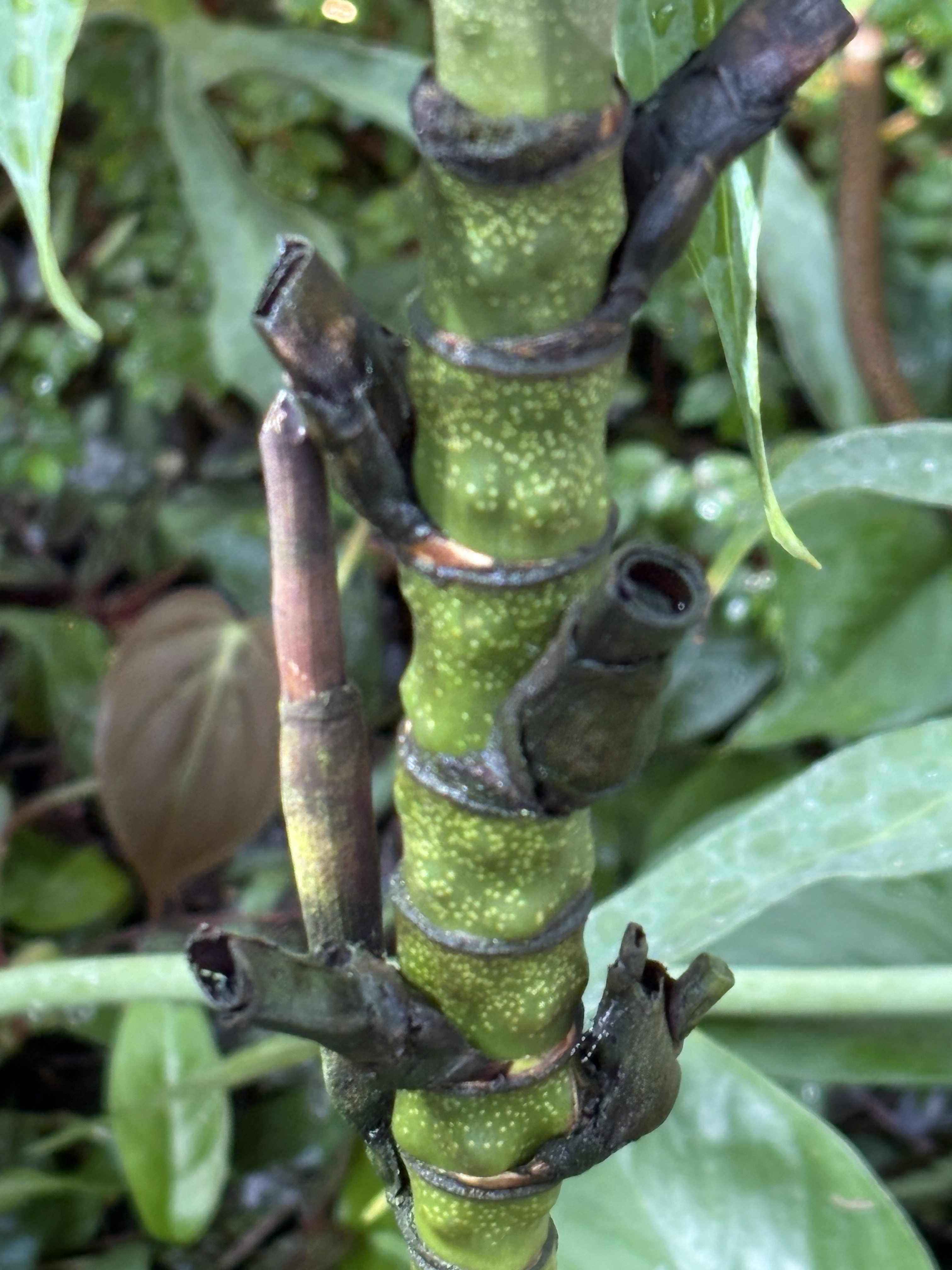Chamaedorea adscendens