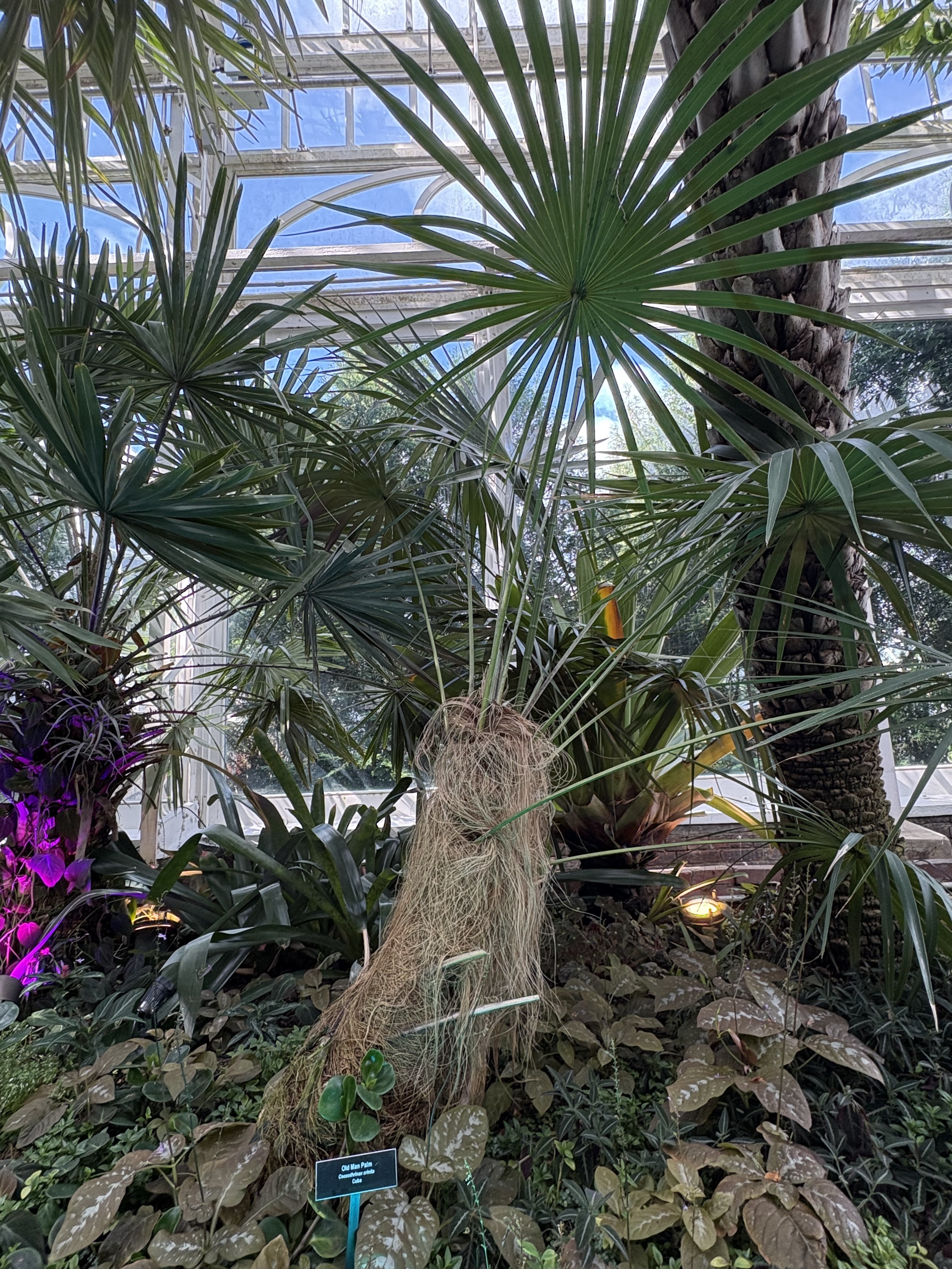 Coccothrinax crinita subsp. crinita