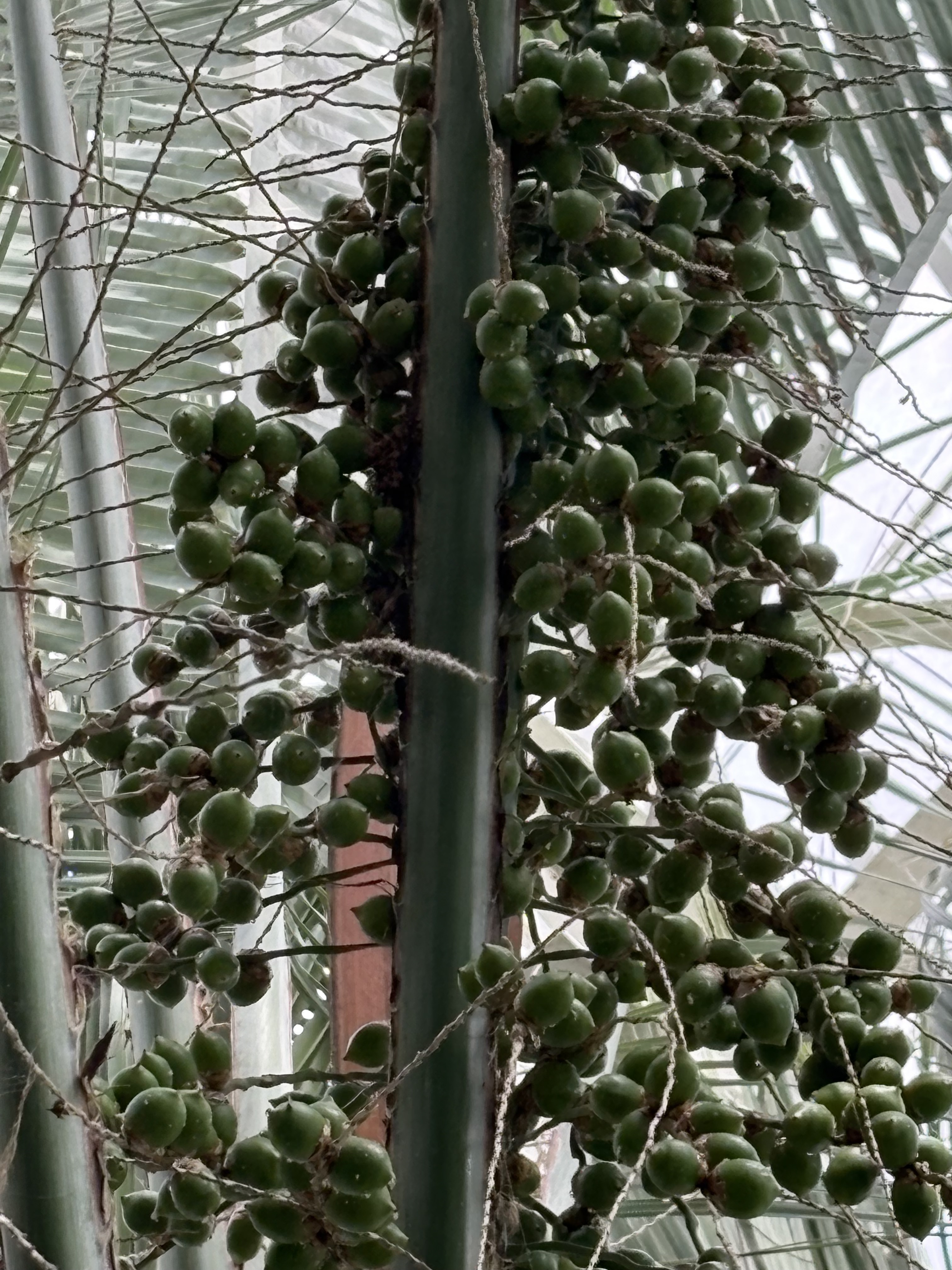 Butia capitata