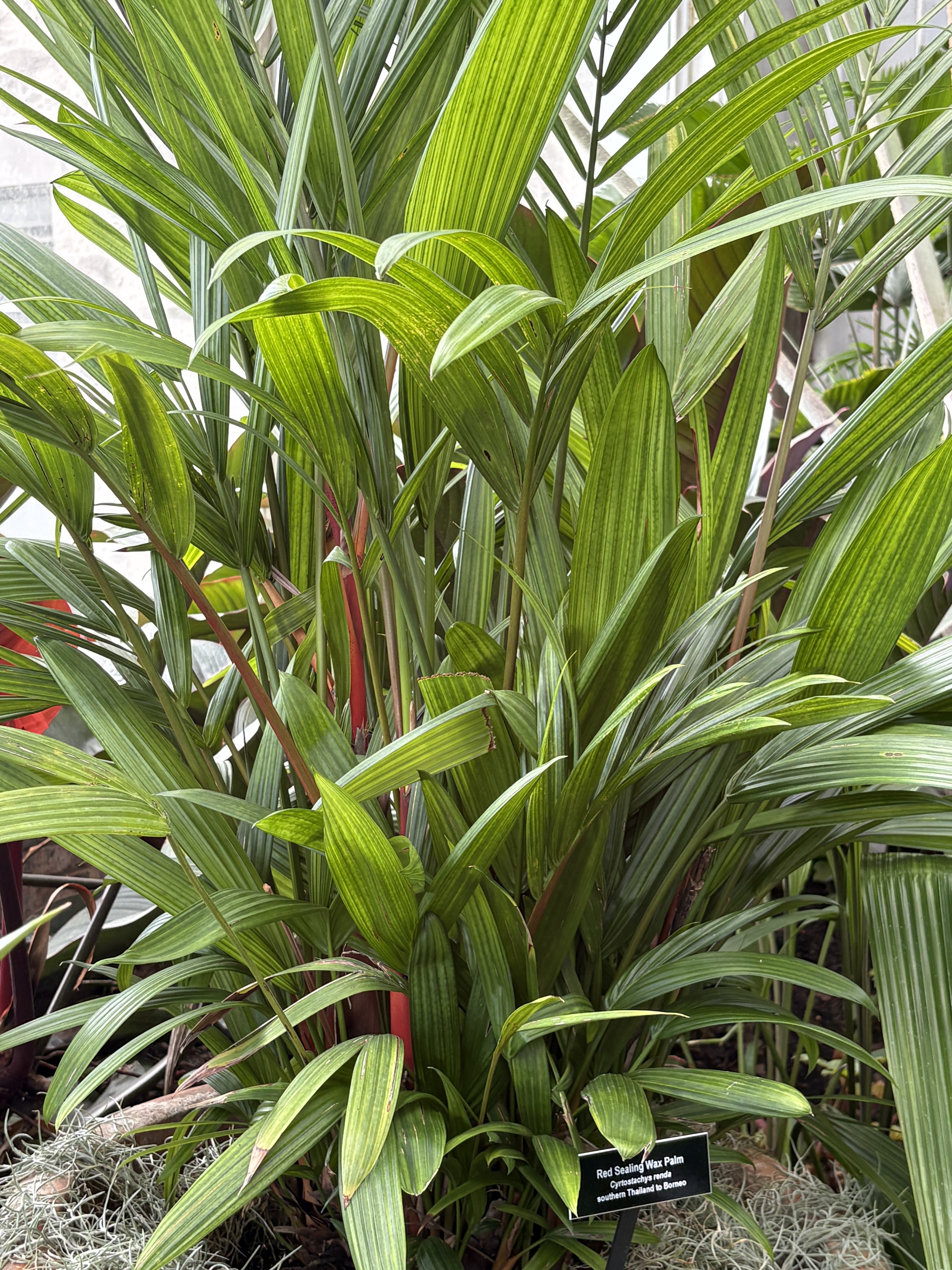 Cyrtostachys renda