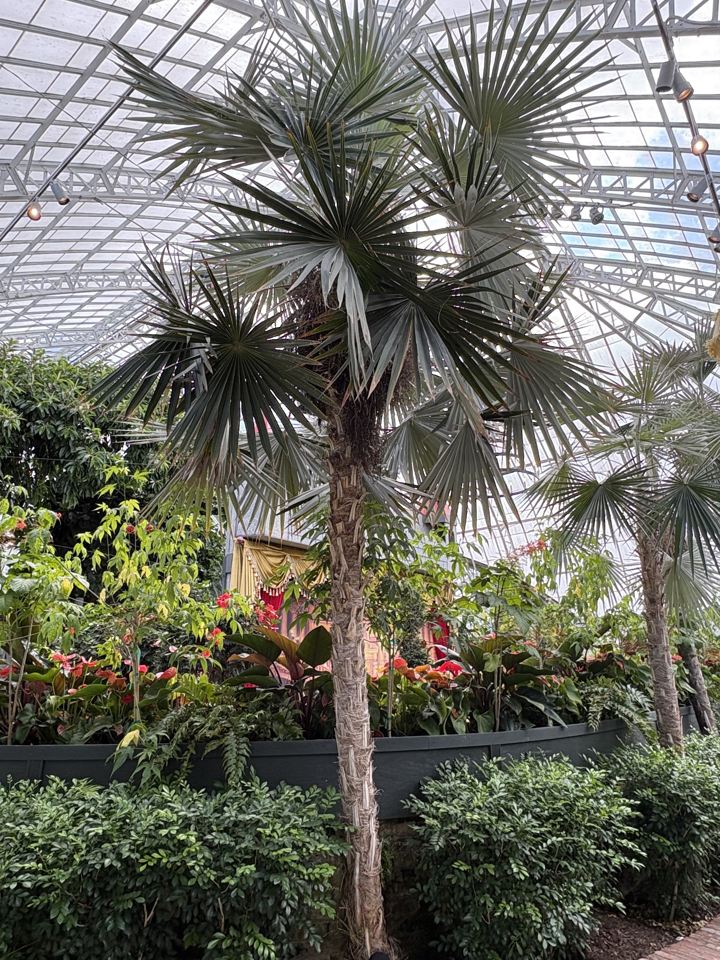 Phipps Conservatory Coccothrinax miraguama 4