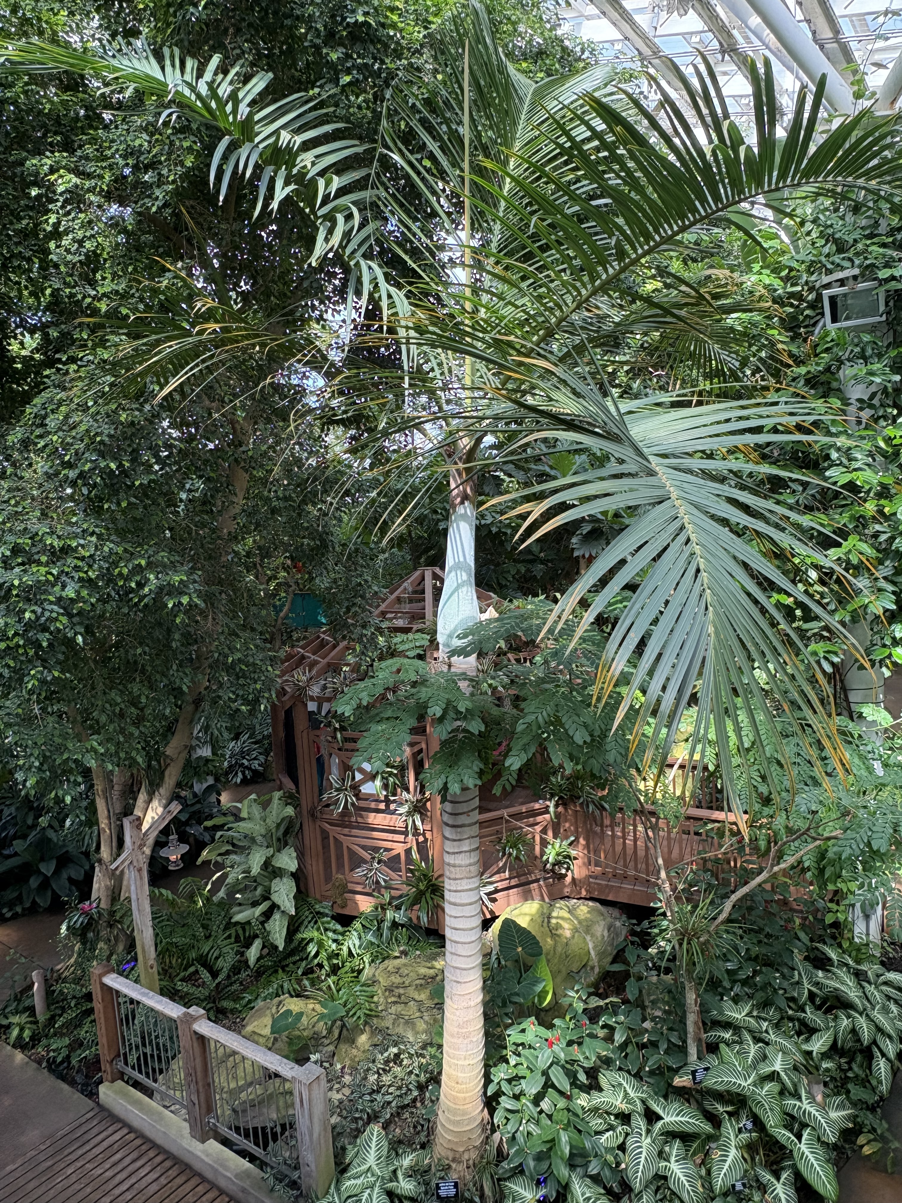Phipps Conservatory spindle Palm