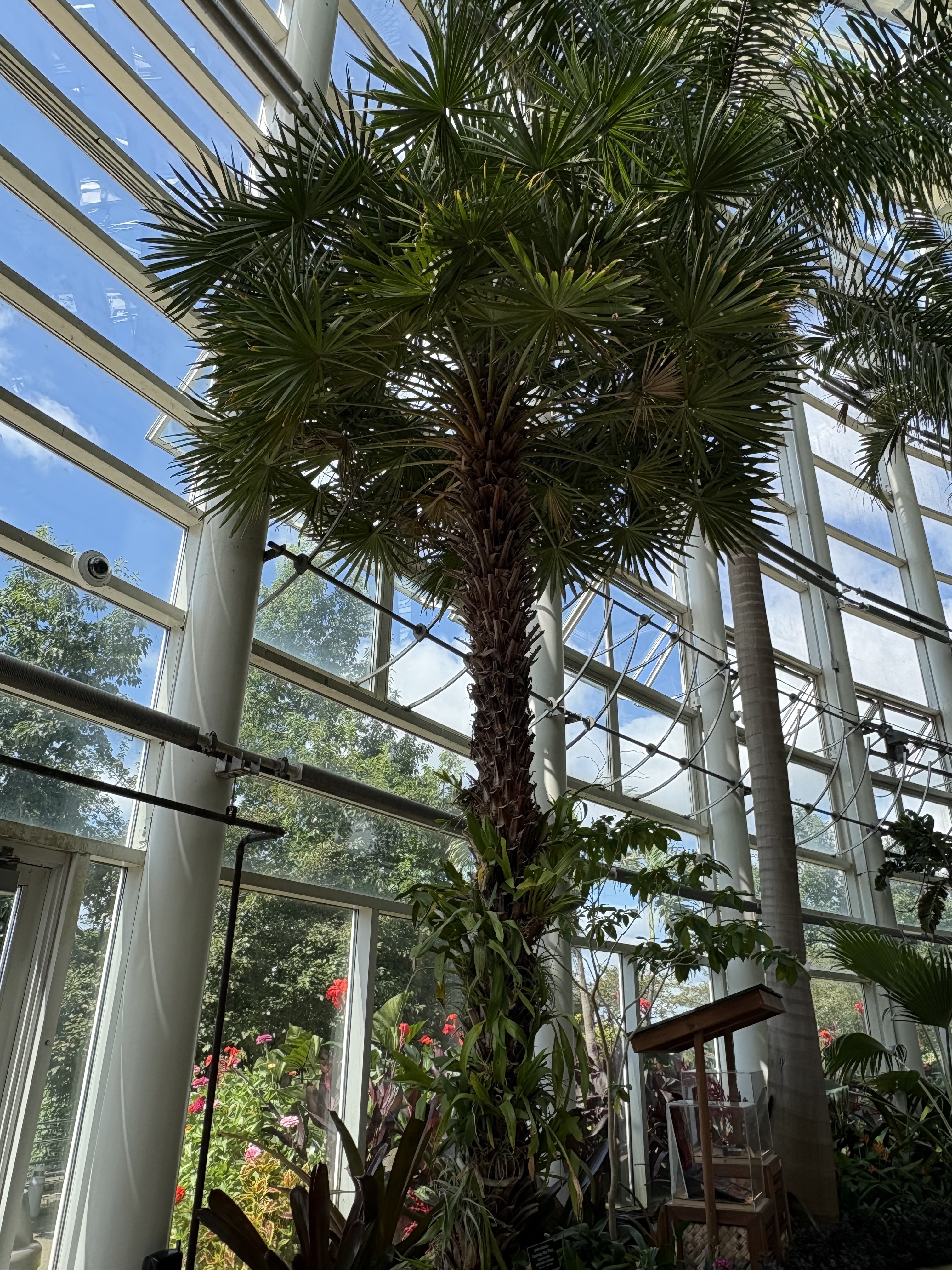 Phipps Conservatory Copernicia alba