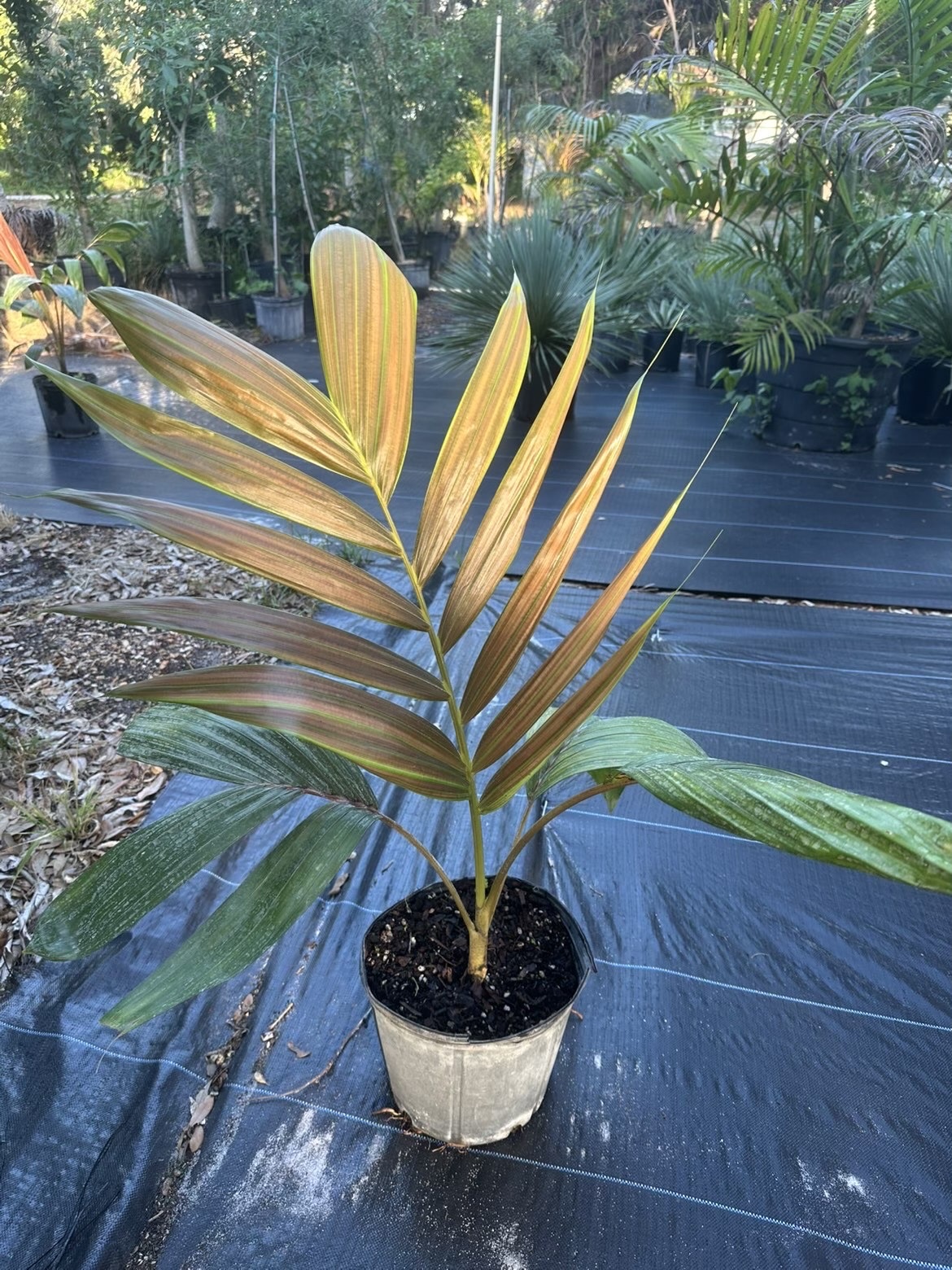 Chambeyronia macrocarpa var. hookeri