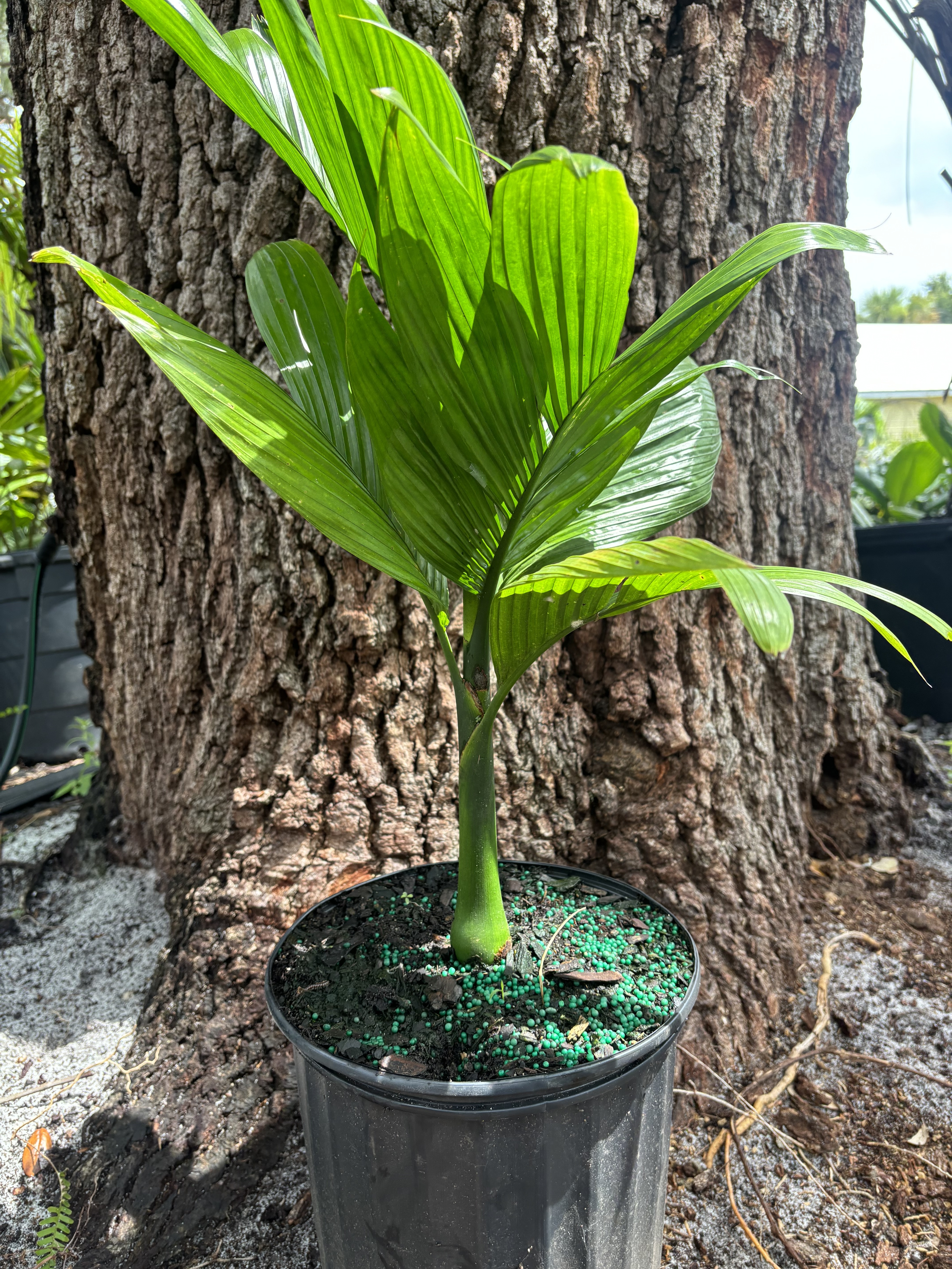 Areca catechu