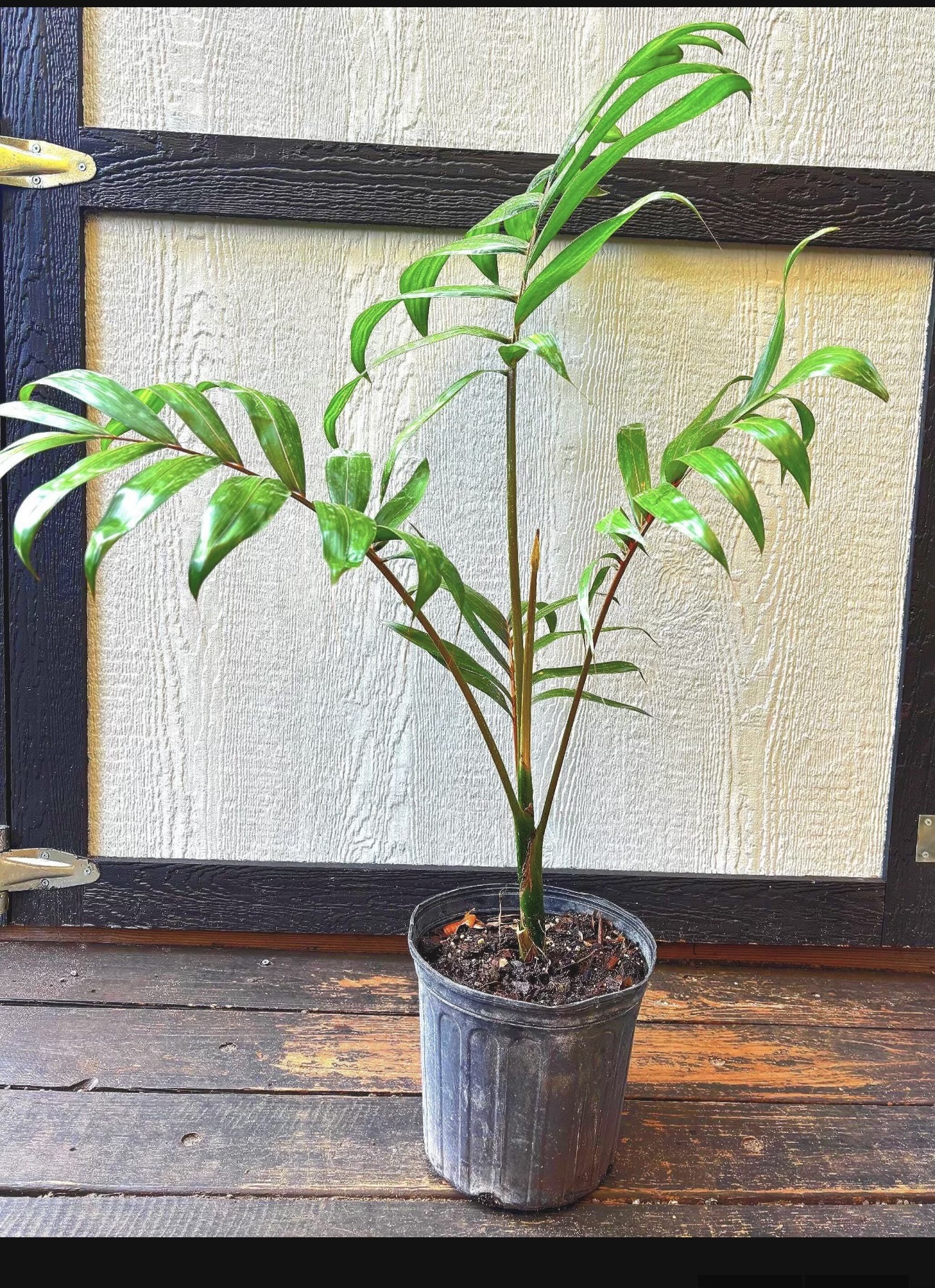 Chambeyronia macrocarpa