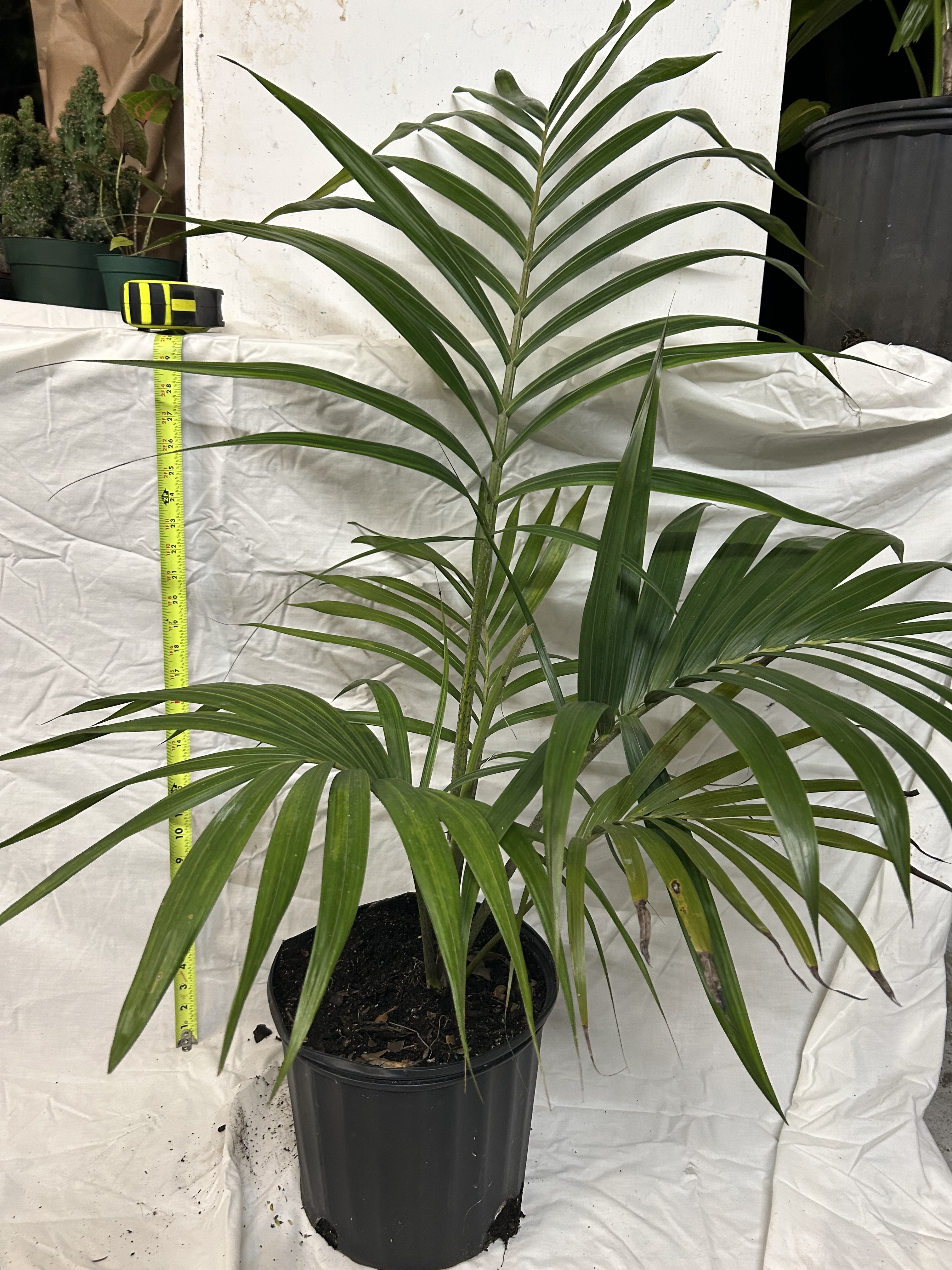 Chambeyronia oliviformis