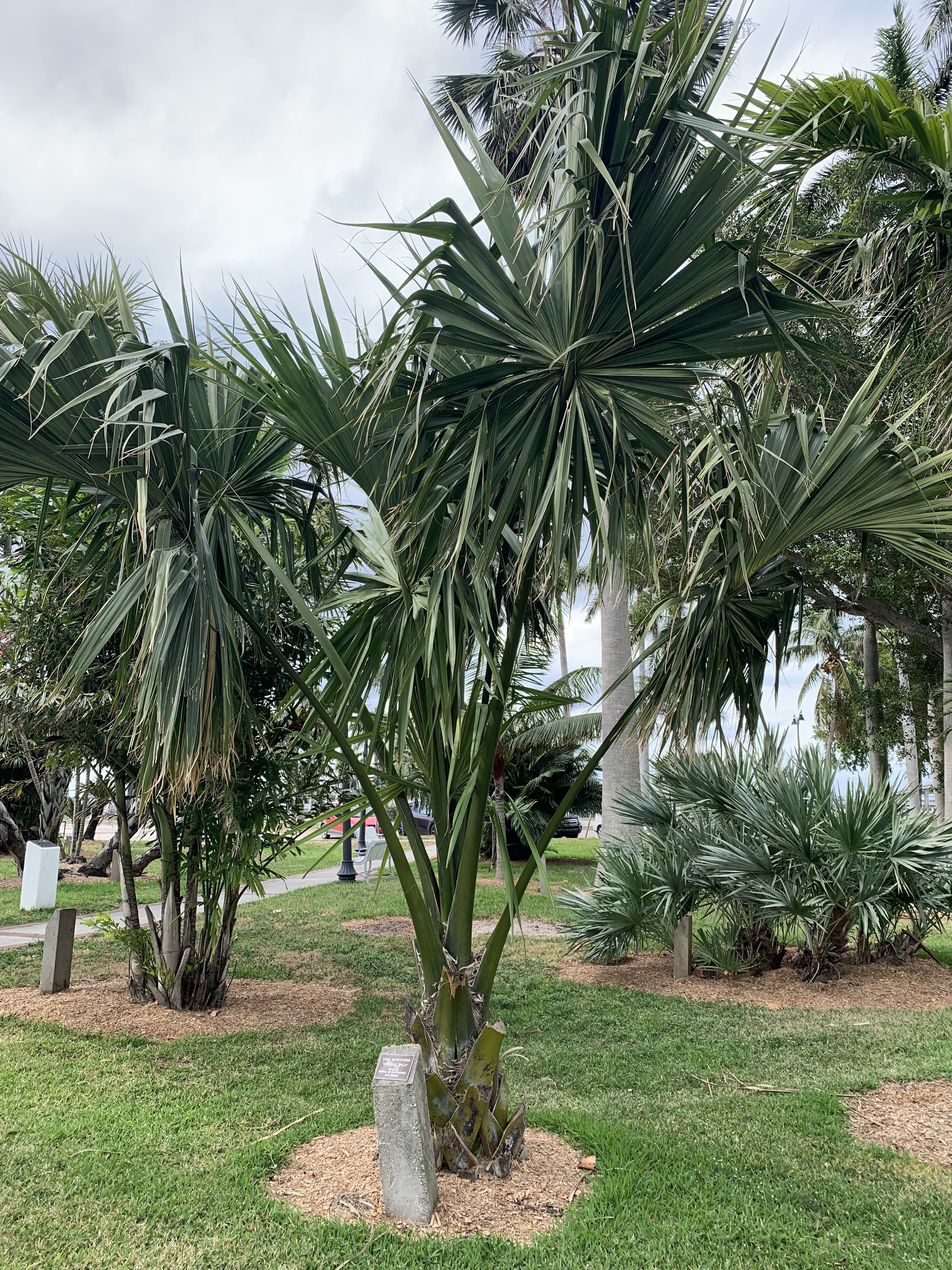 Sabal mauritiiformis