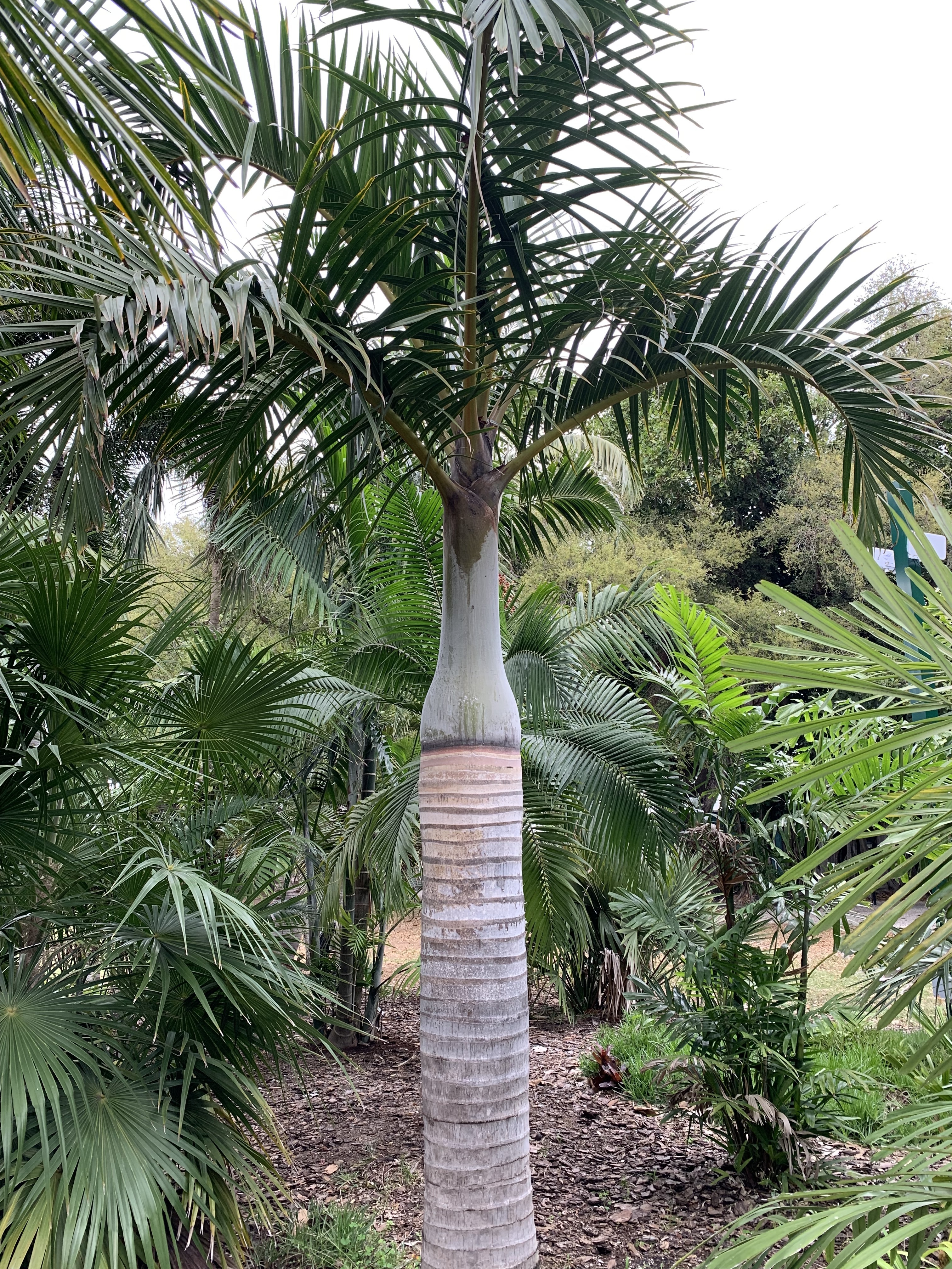 Hyophorbe verschaffeltii