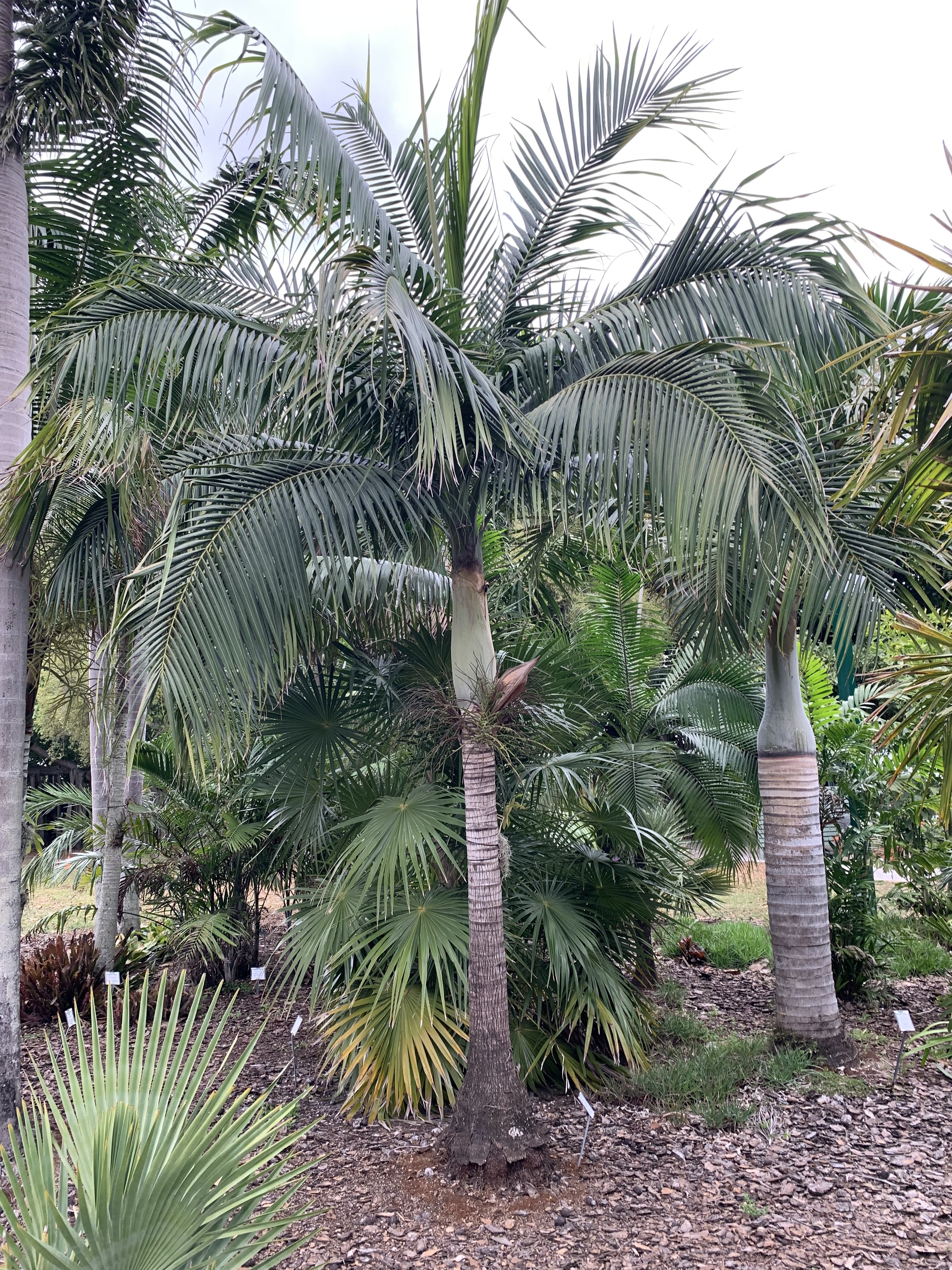 Edison Ford Winter Estates Princess Palm