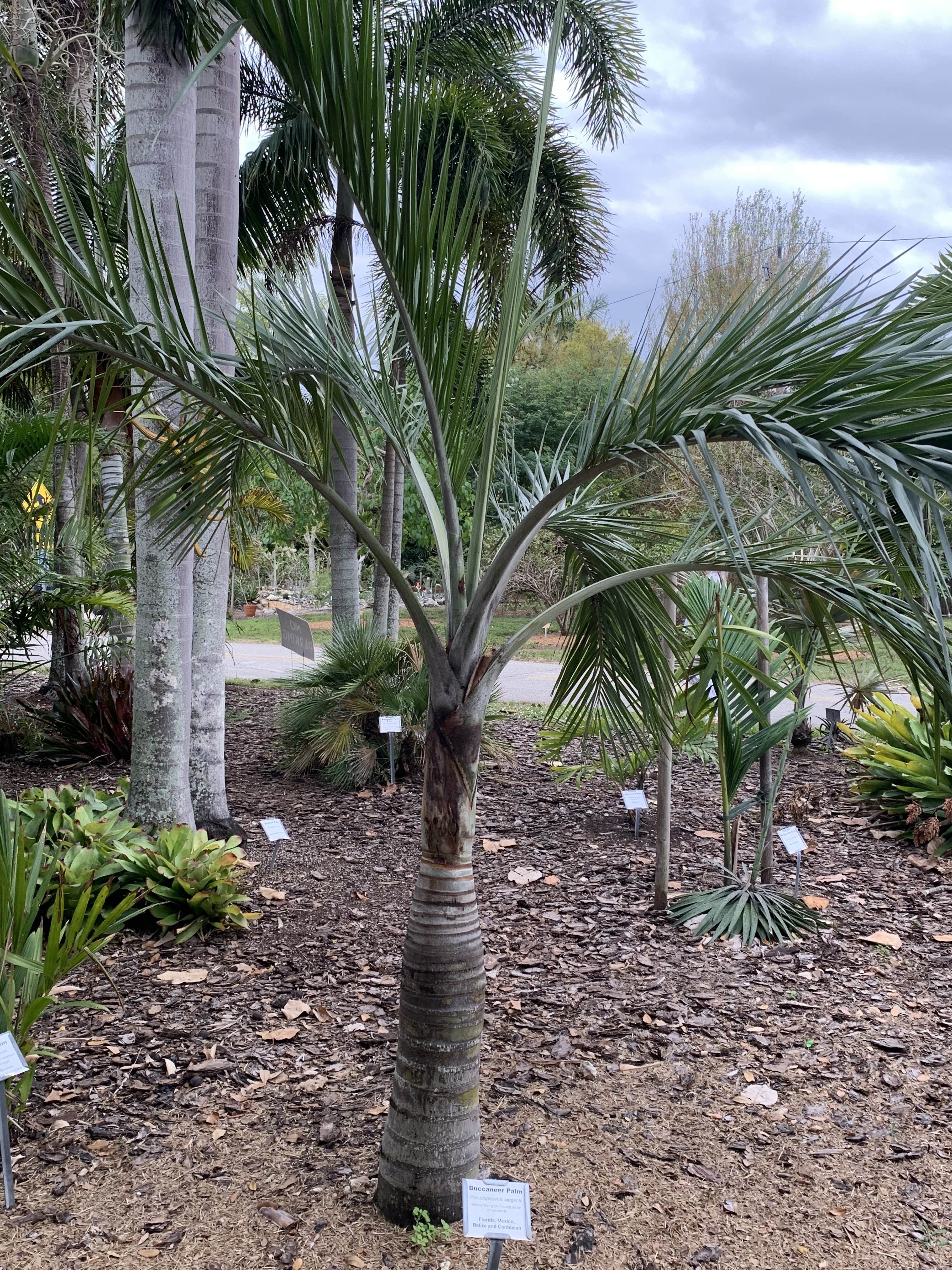 Pseudophoenix sargentii