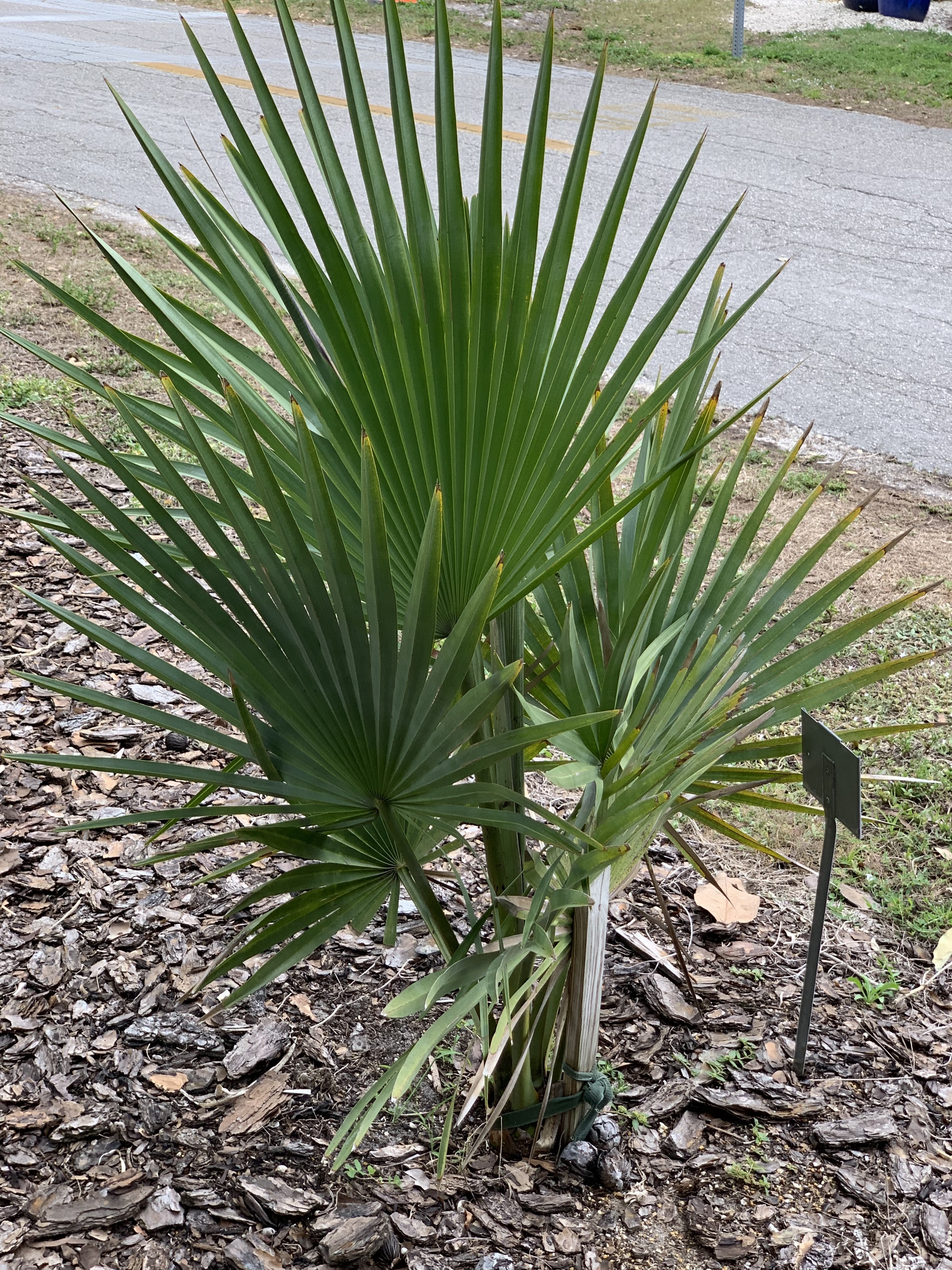 Copernicia fallaensis