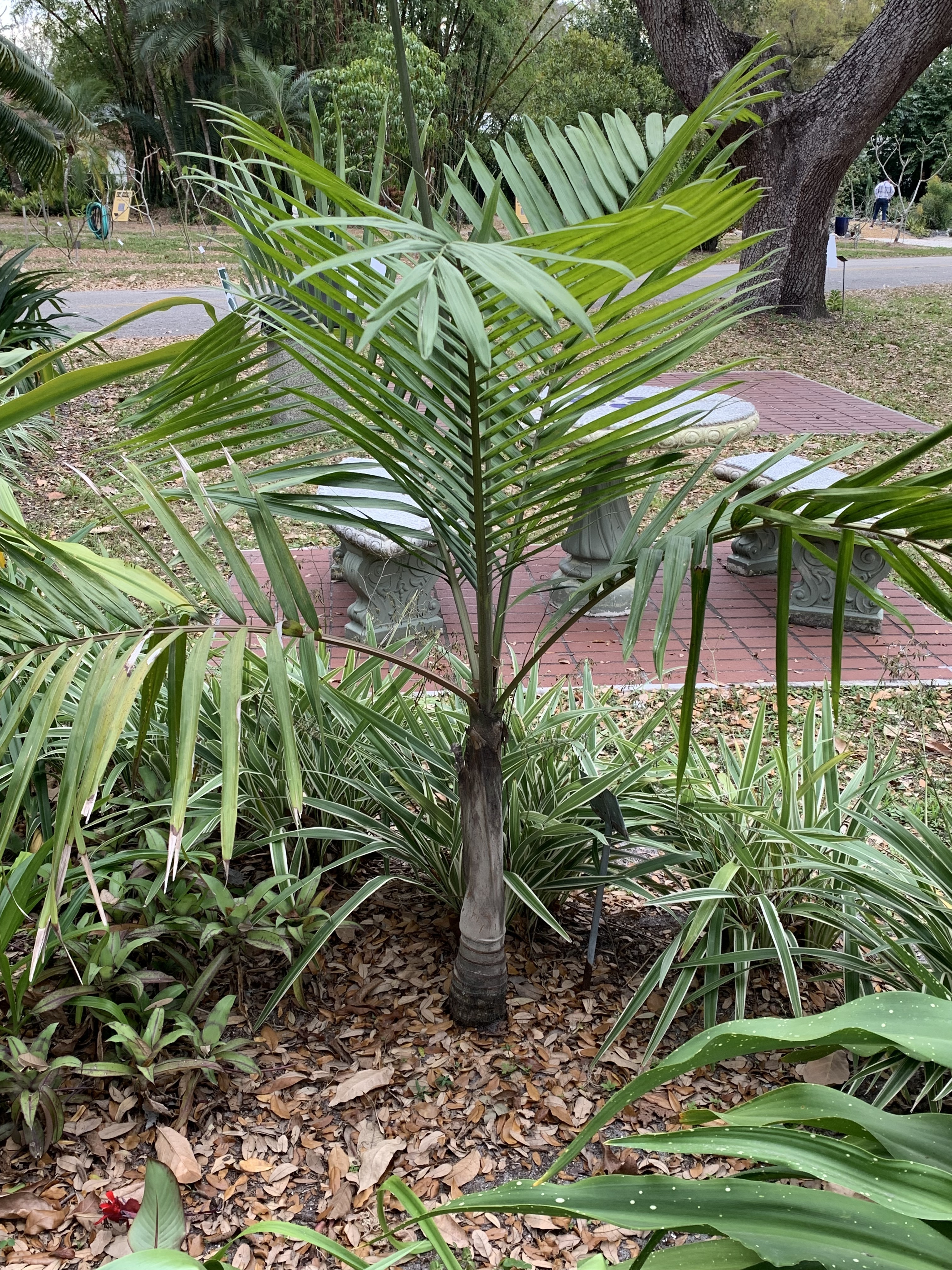 Edison Ford Estates Cyphophoenix elegans