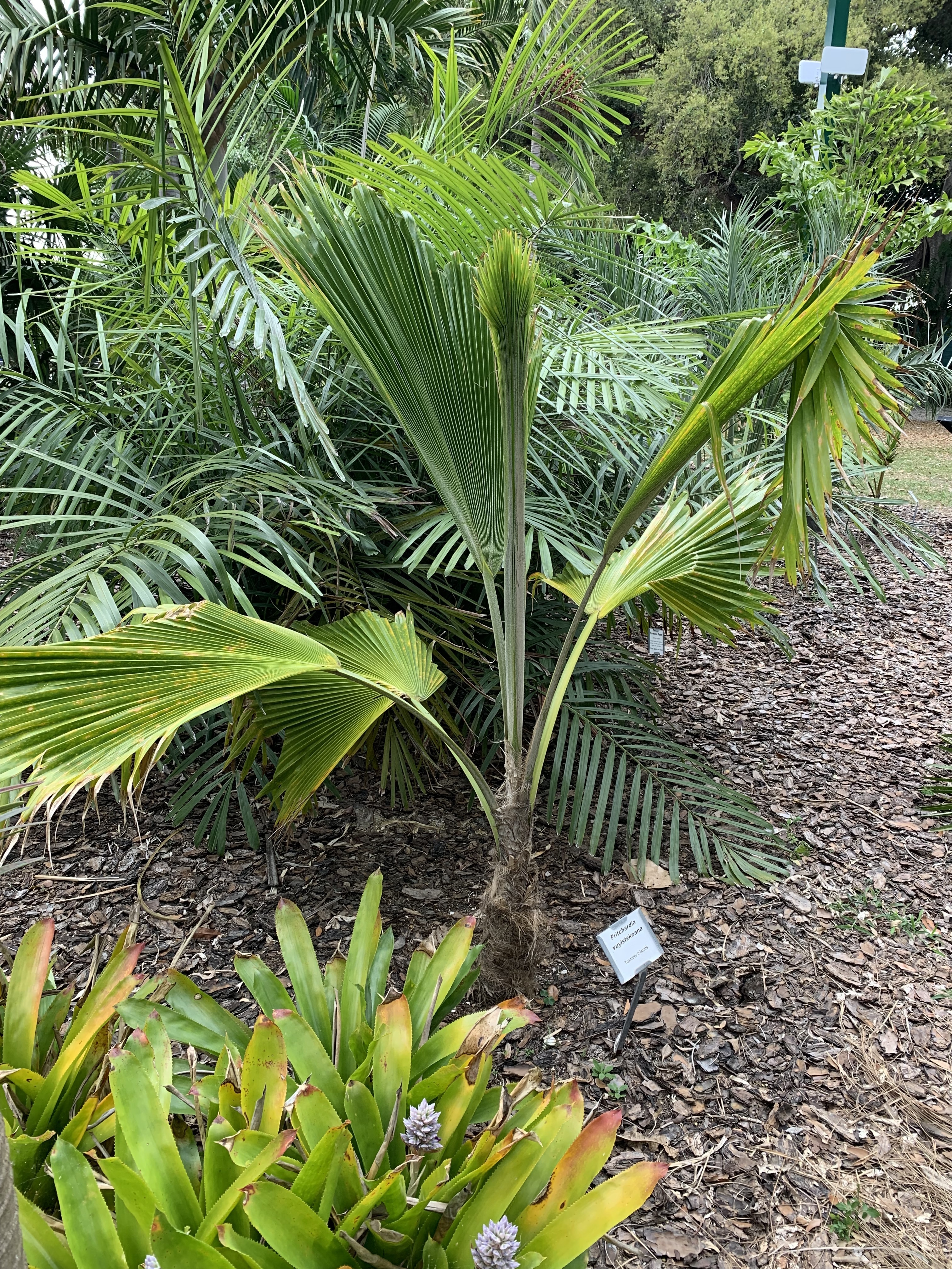 Edison Ford Winter Estates Pritchardia vuylstekeana