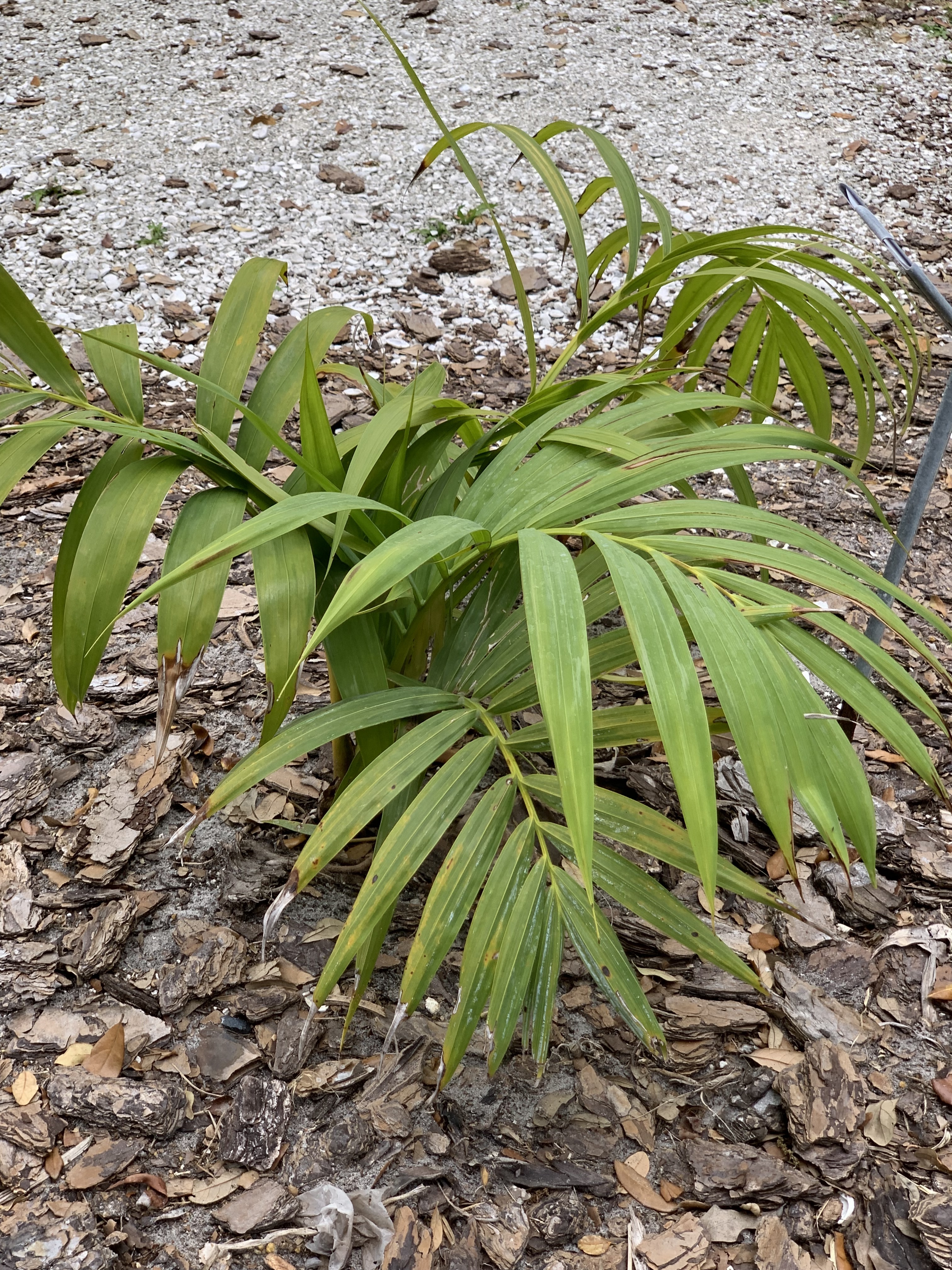Edison Ford Estates Chrysalidocarpus robustus 2