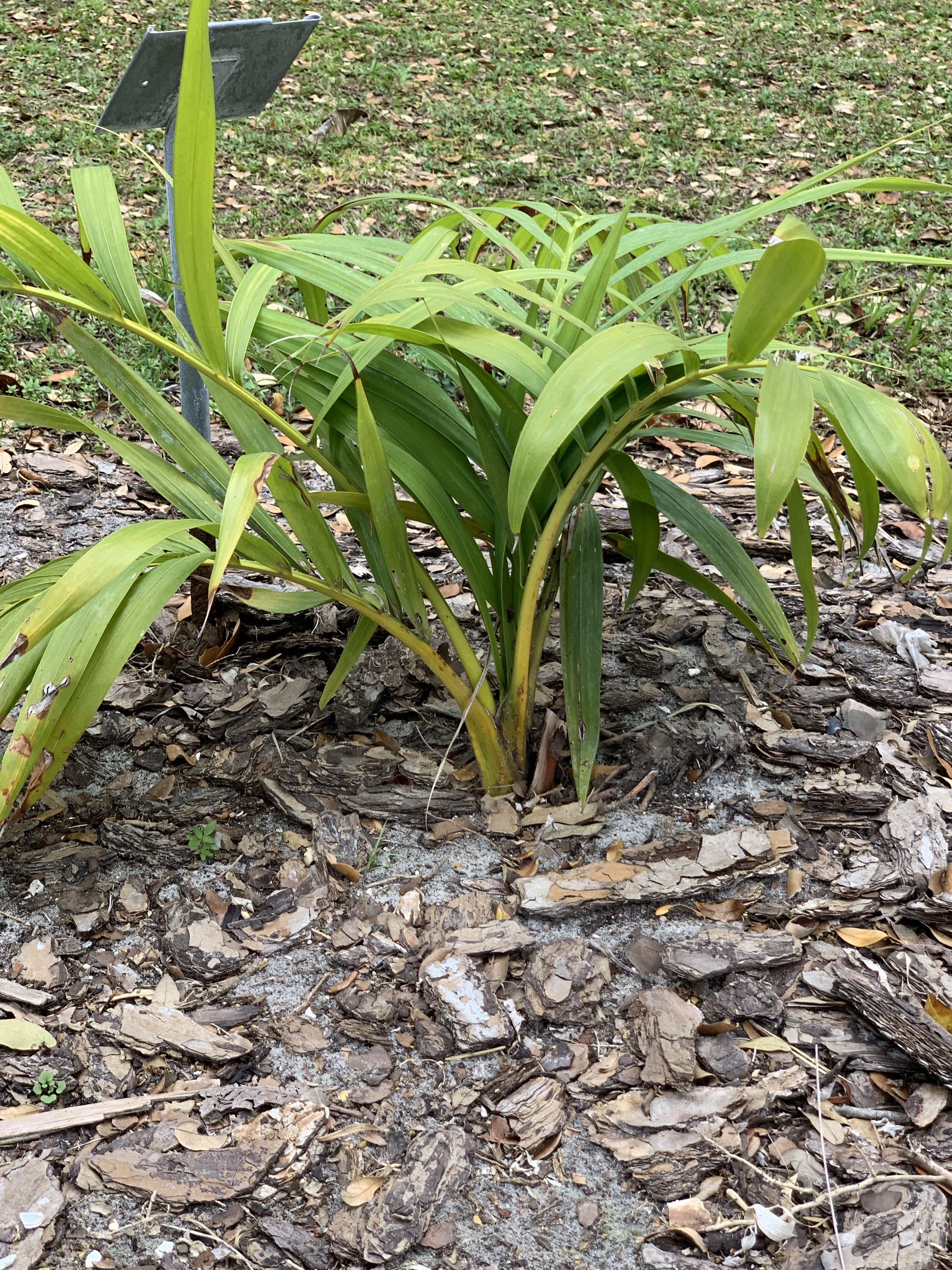 Edison Ford Estates Chrysalidocarpus robustas