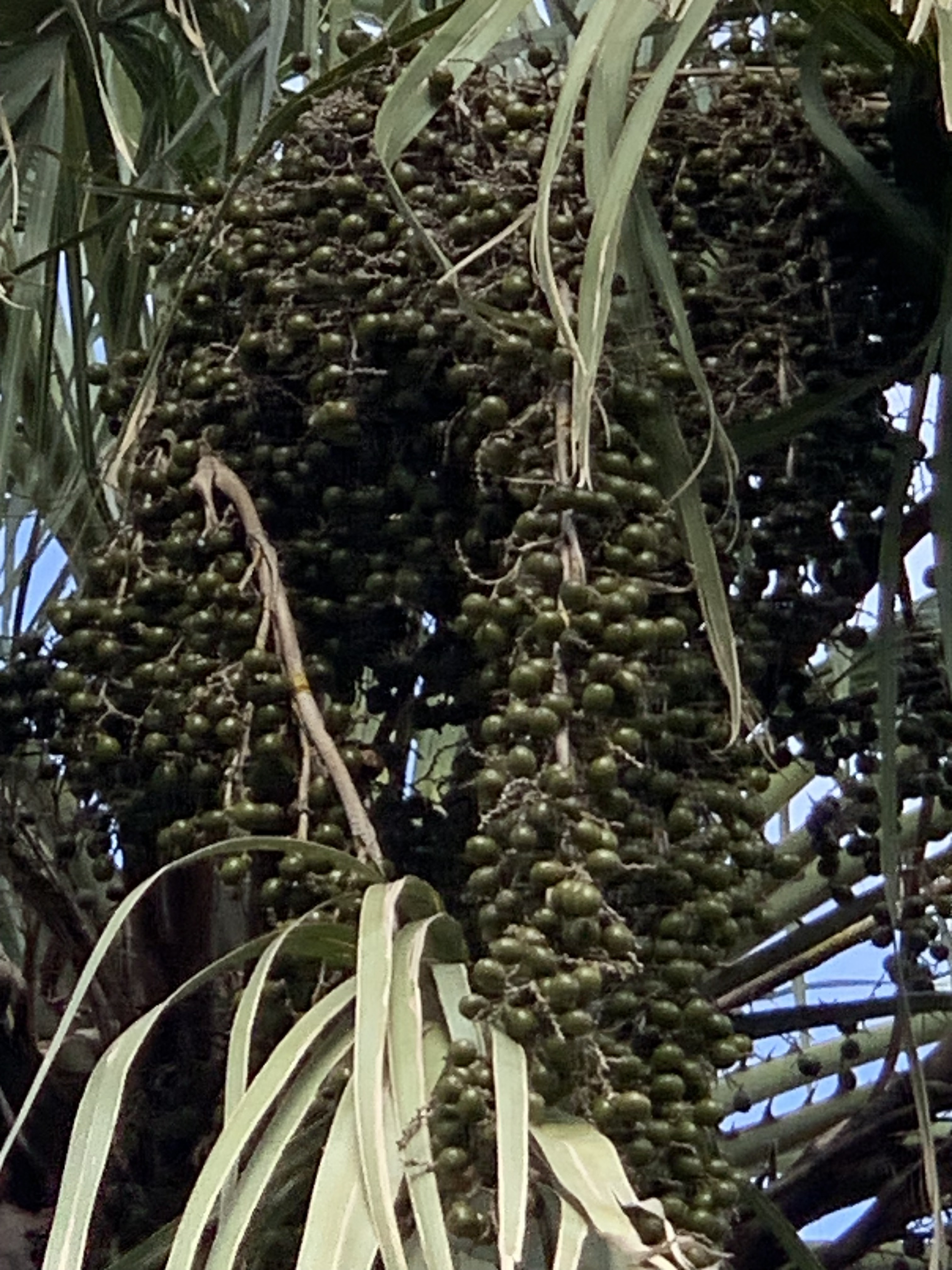 Bennett- Hart Copernicia prunifera seeds