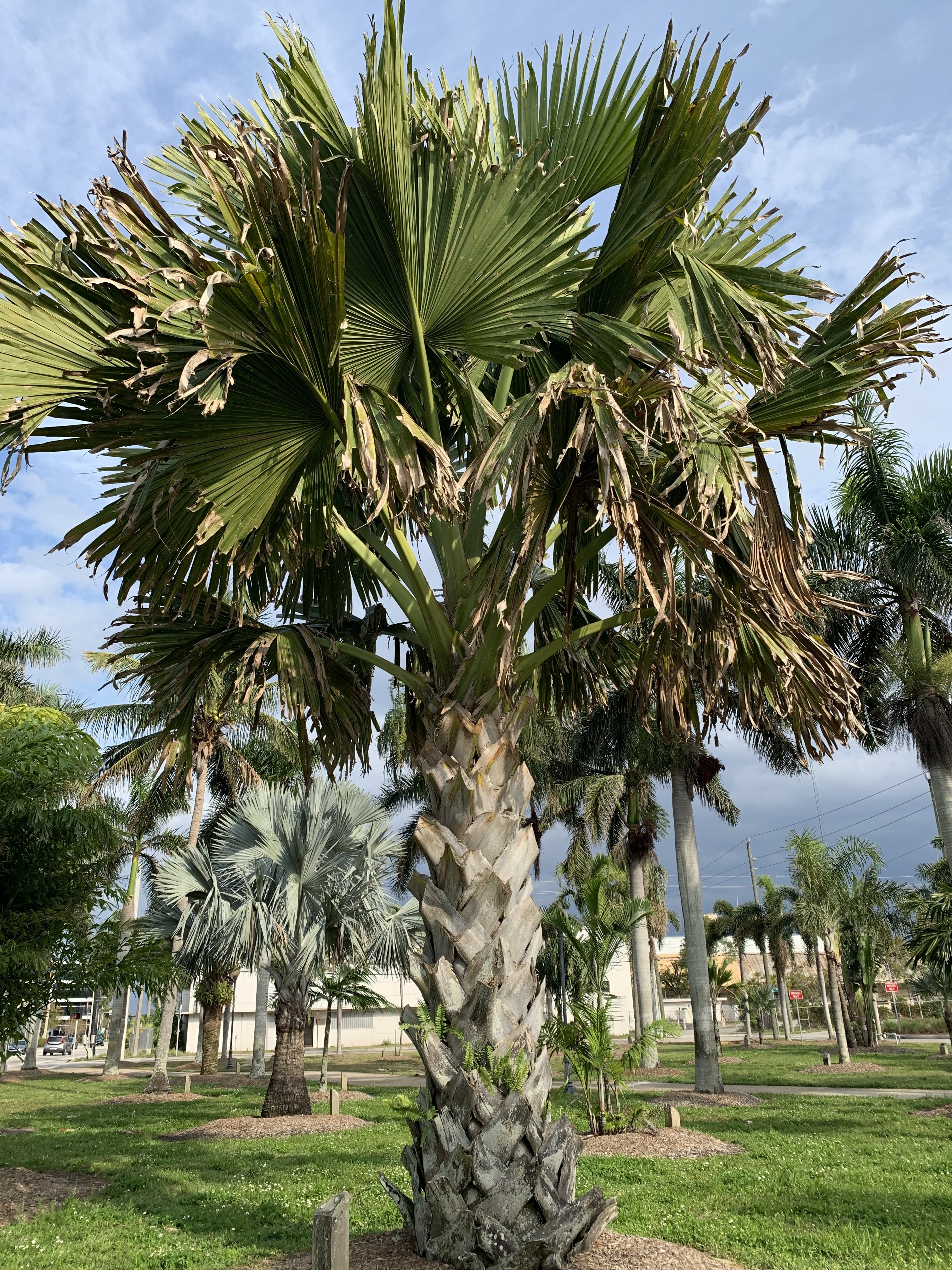 Corypha umbraculifera