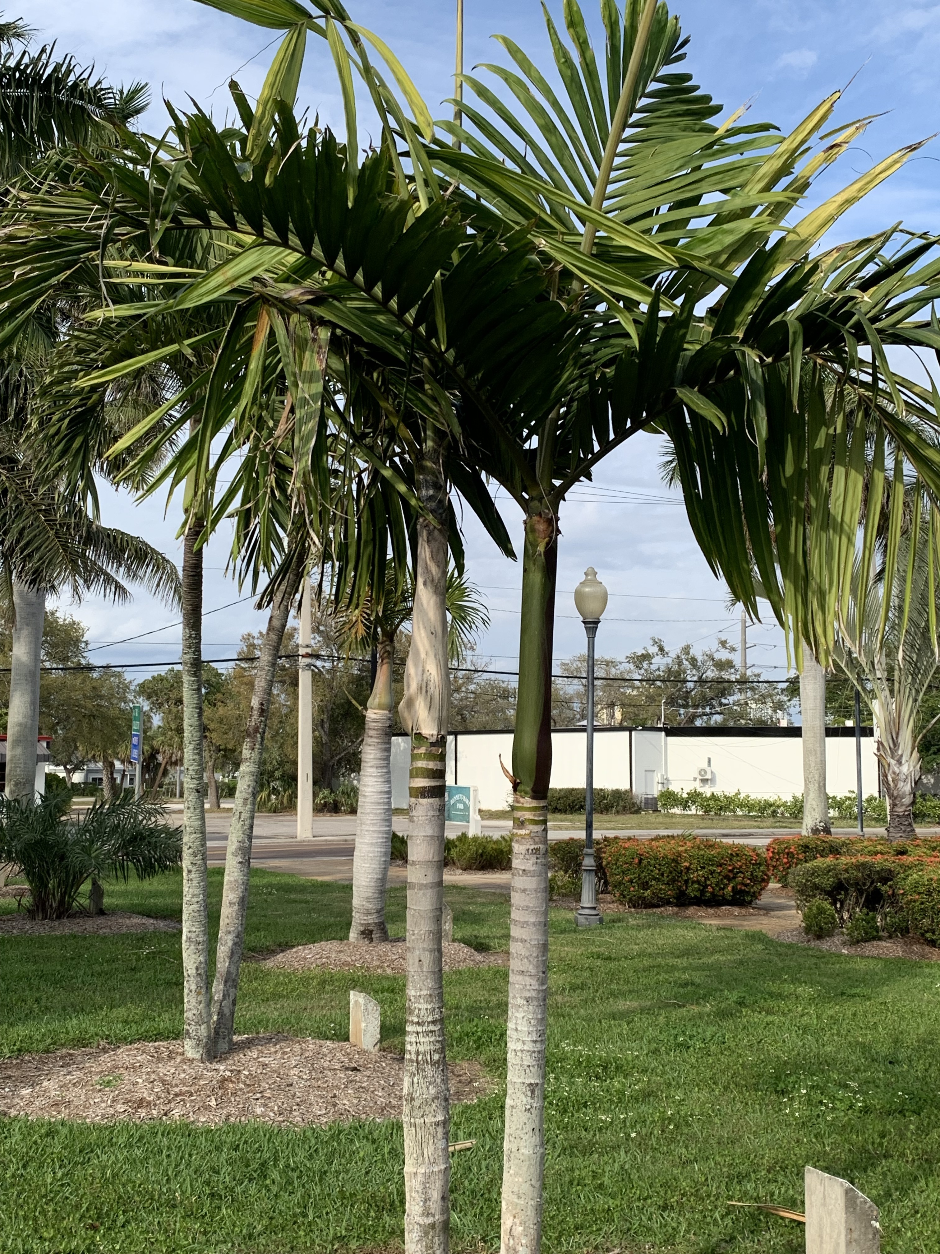 Bennett-Hart Flamethrower Palm