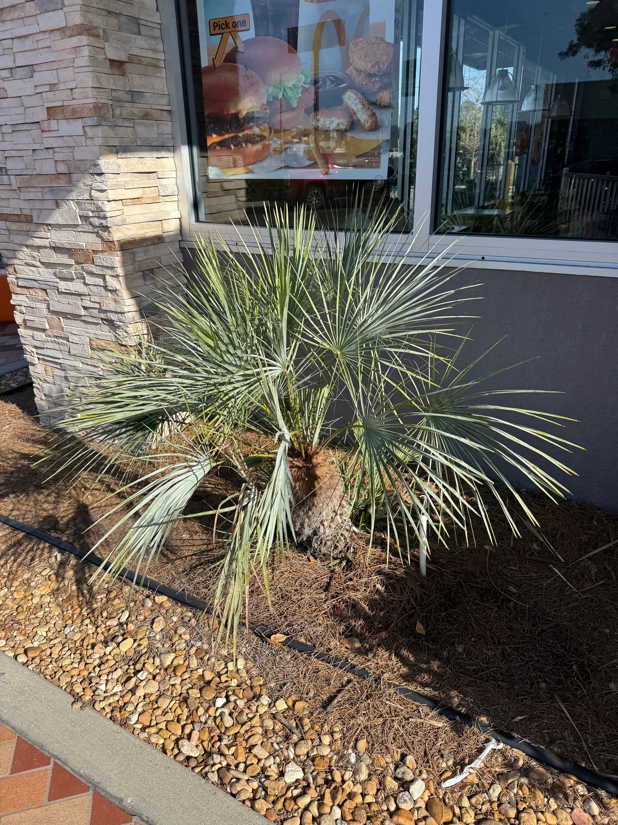 Chamaerops humilis var. argentea