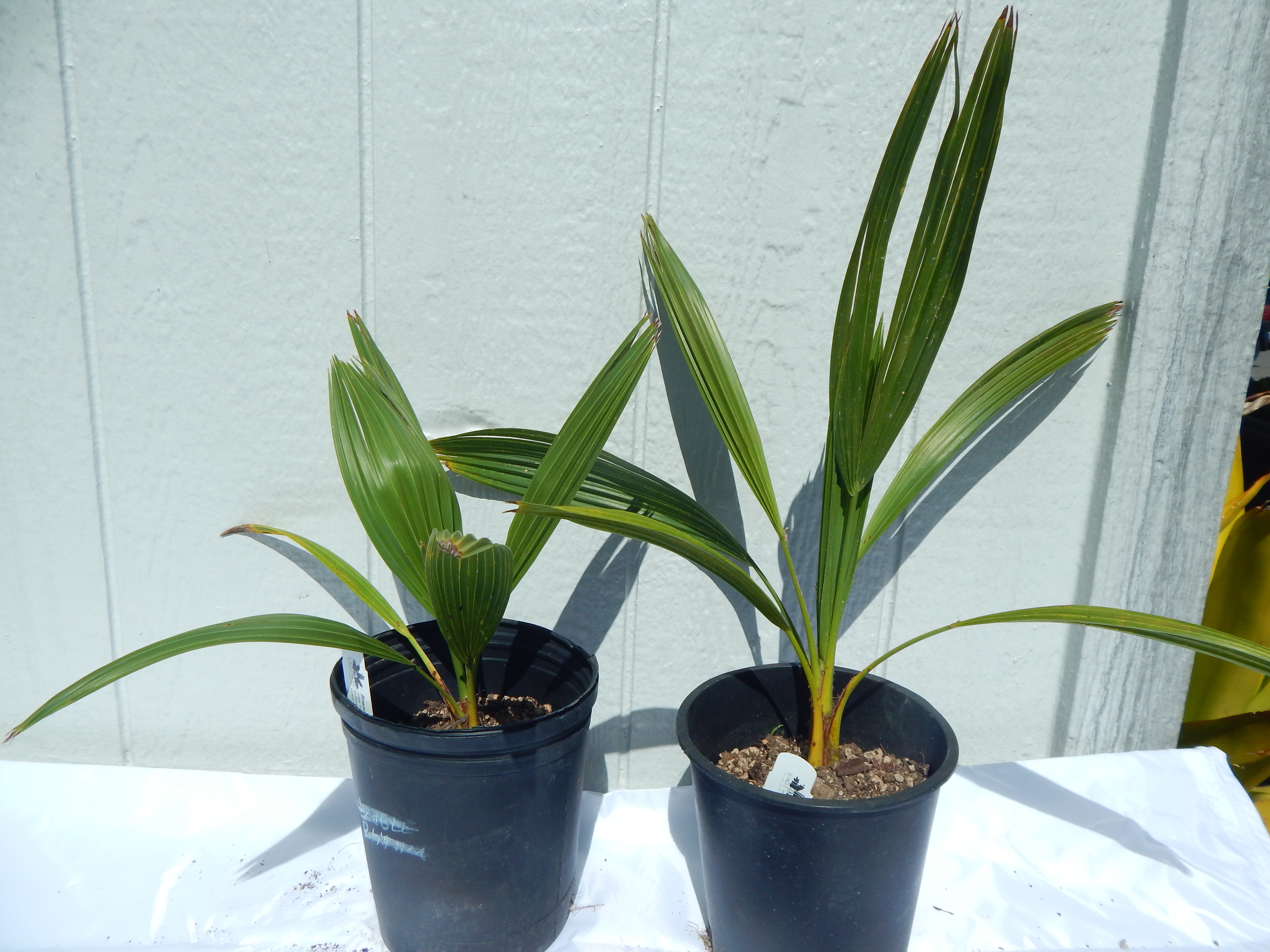 Brahea edulis