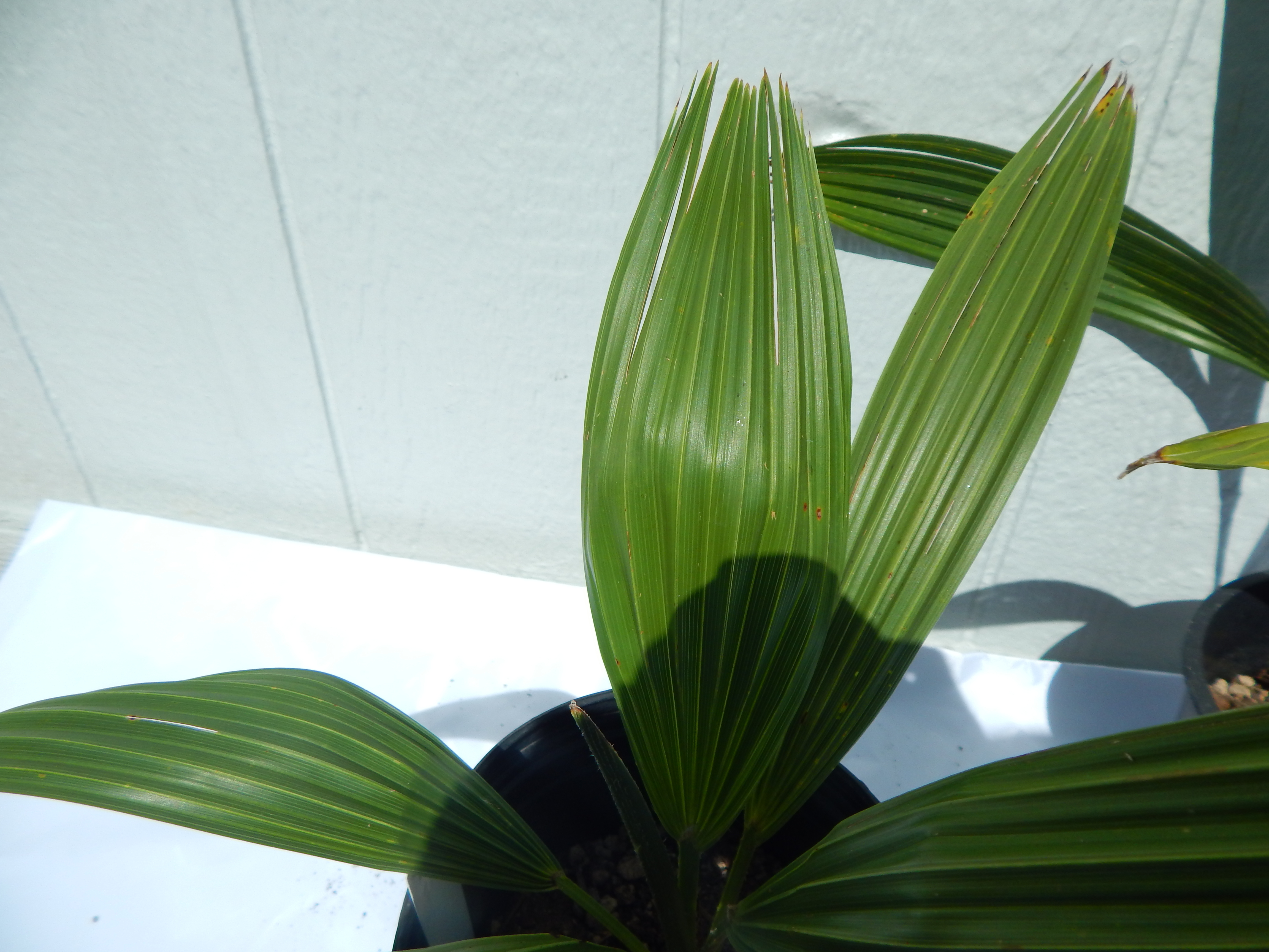 Brahea edulis