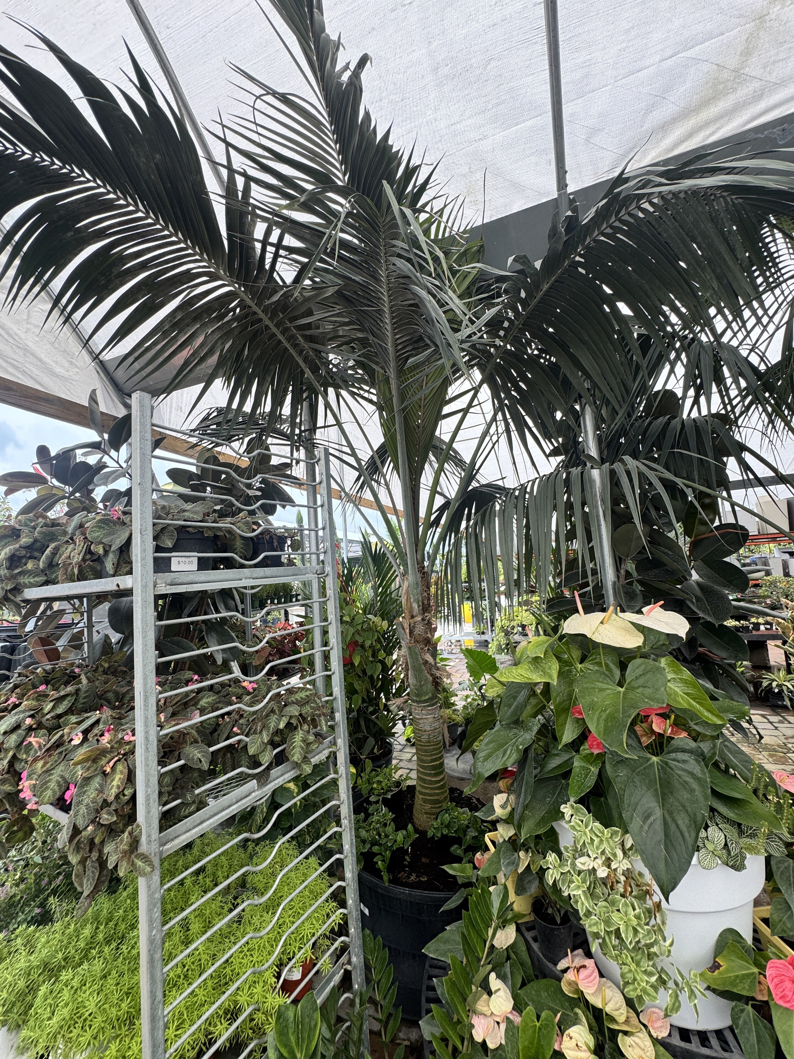 Howea forsteriana