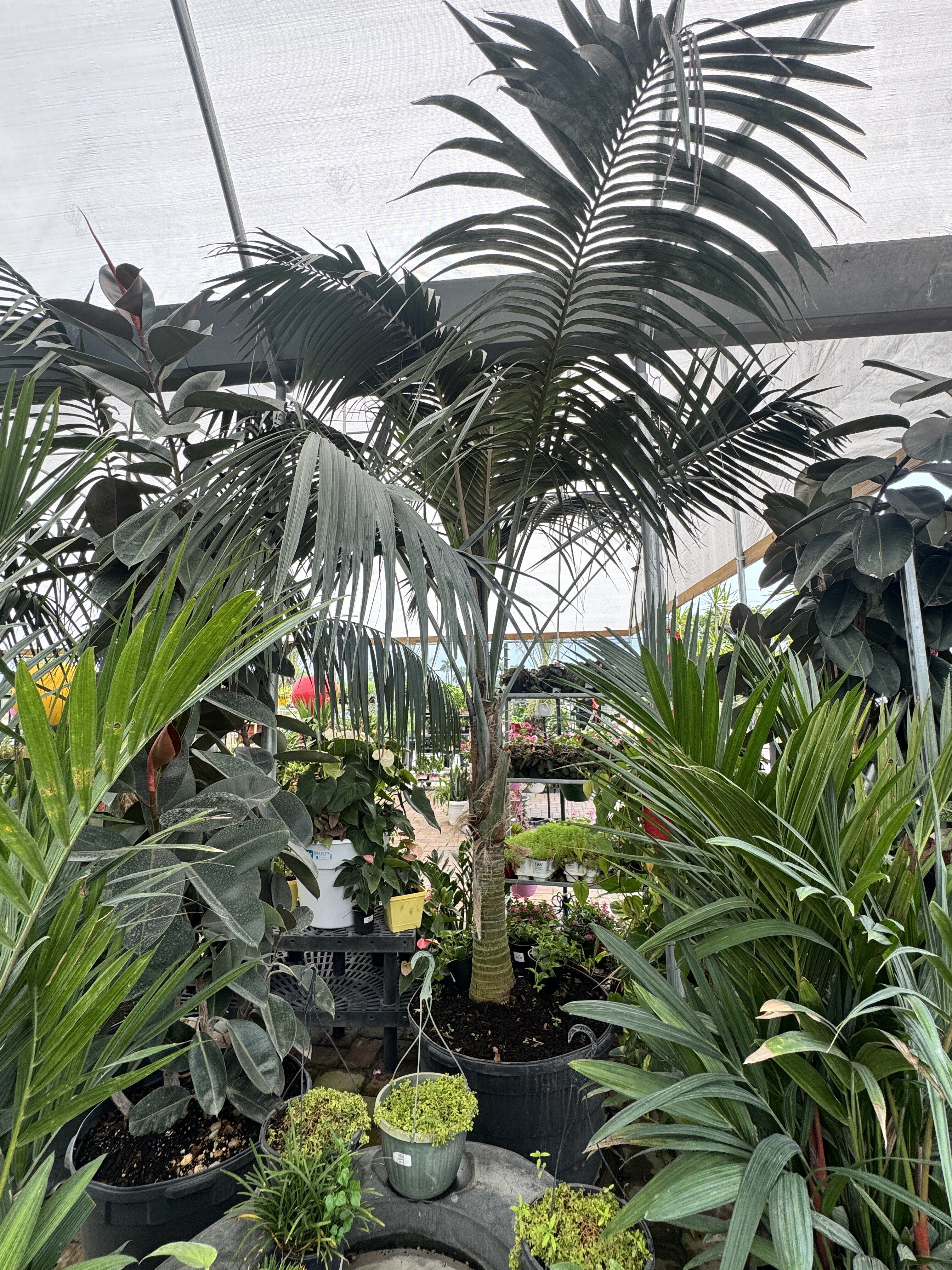 Howea forsteriana