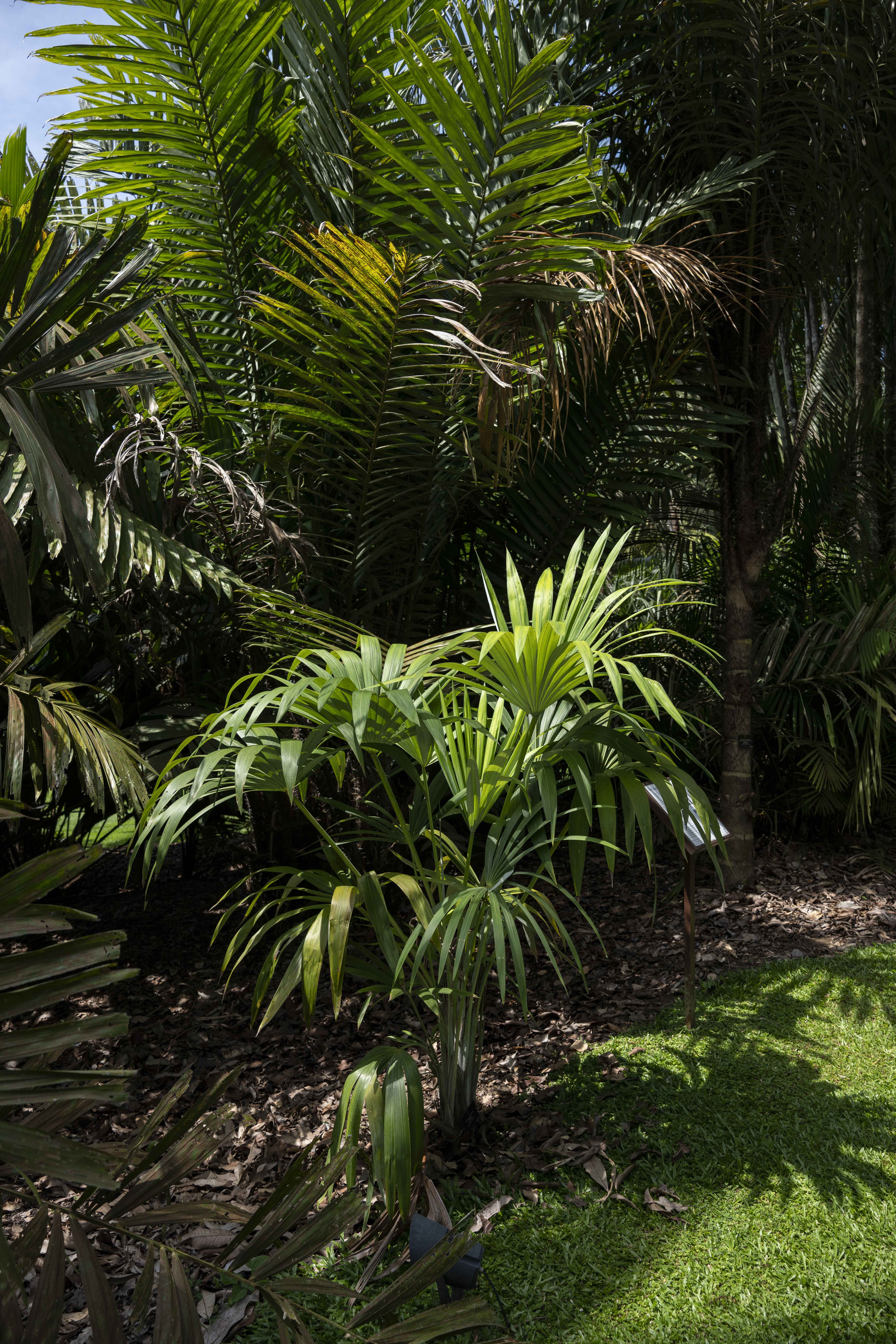 Mauritiella macroclada at Singapore Botanic Gardens
