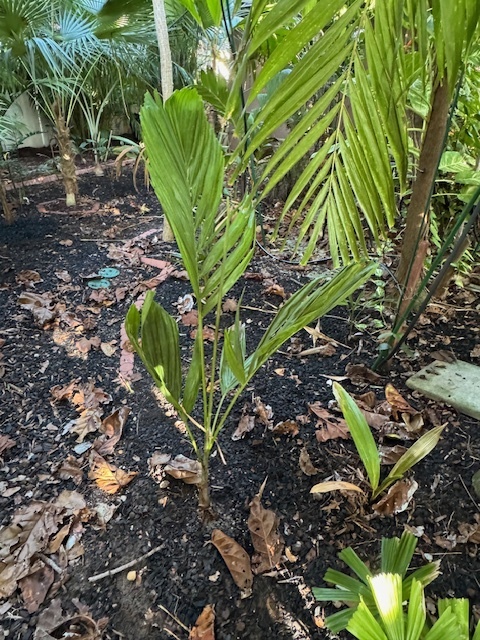 Ptychosperma elegans