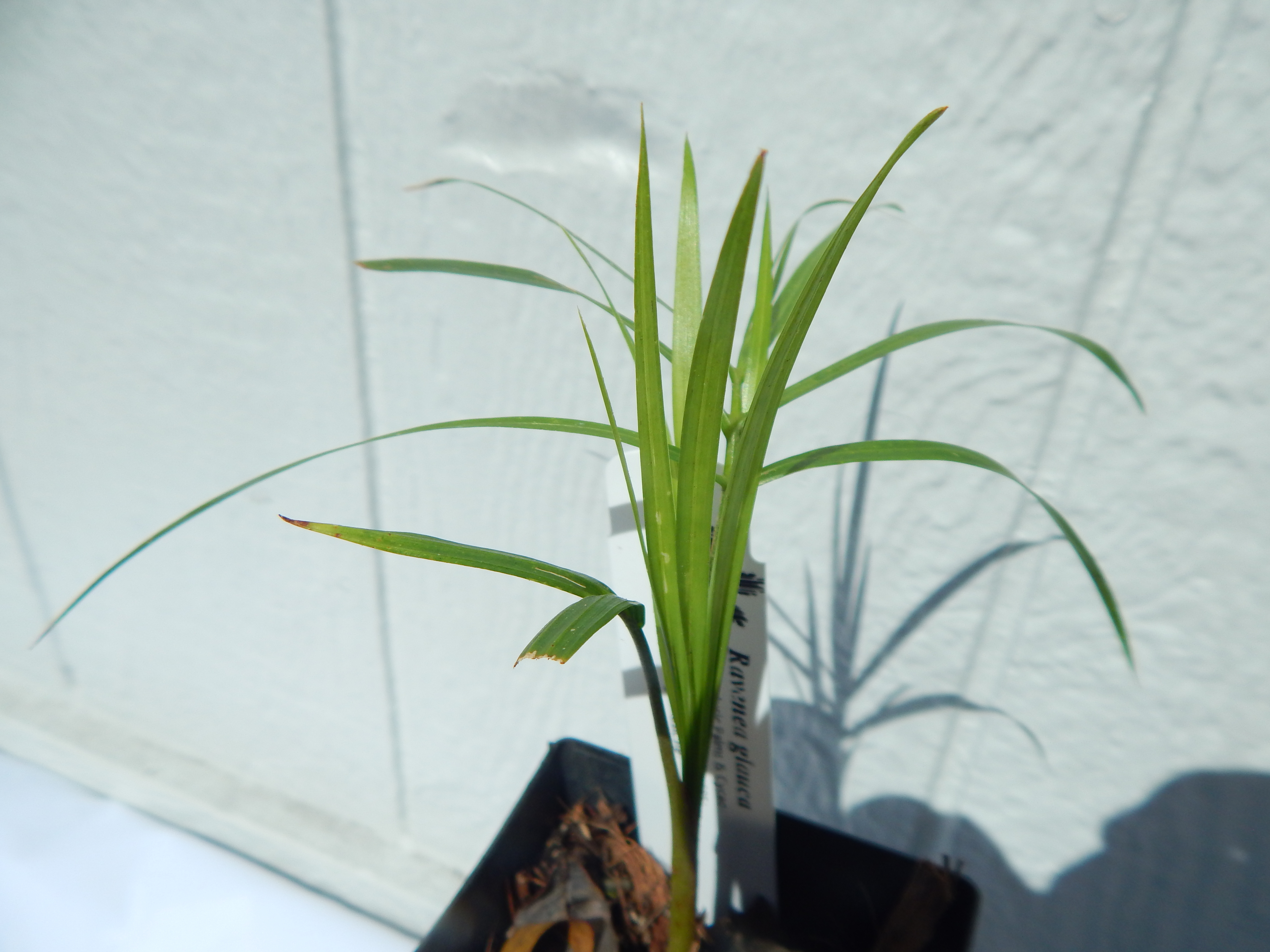 Ravenea glauca