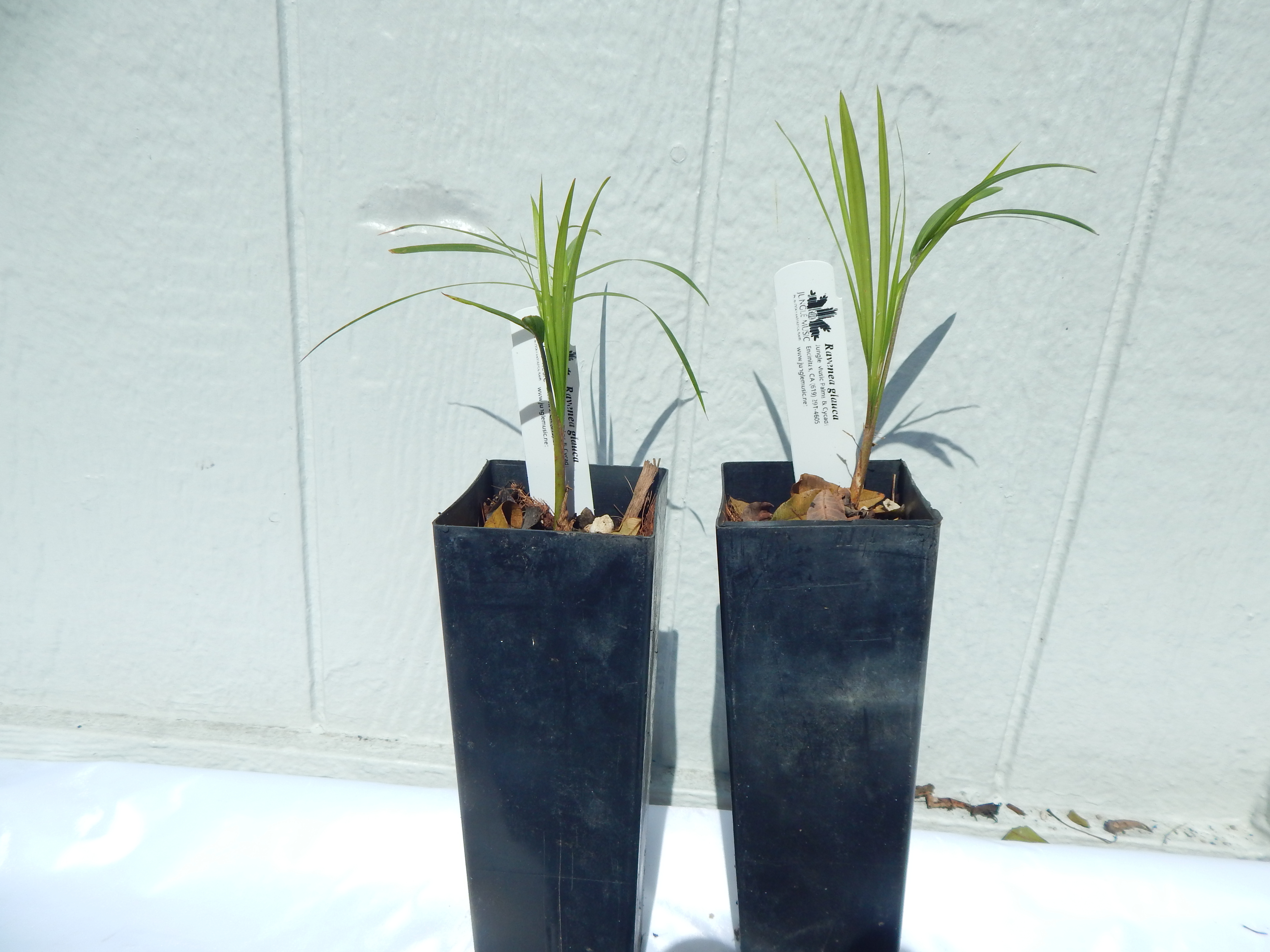 Ravenea glauca