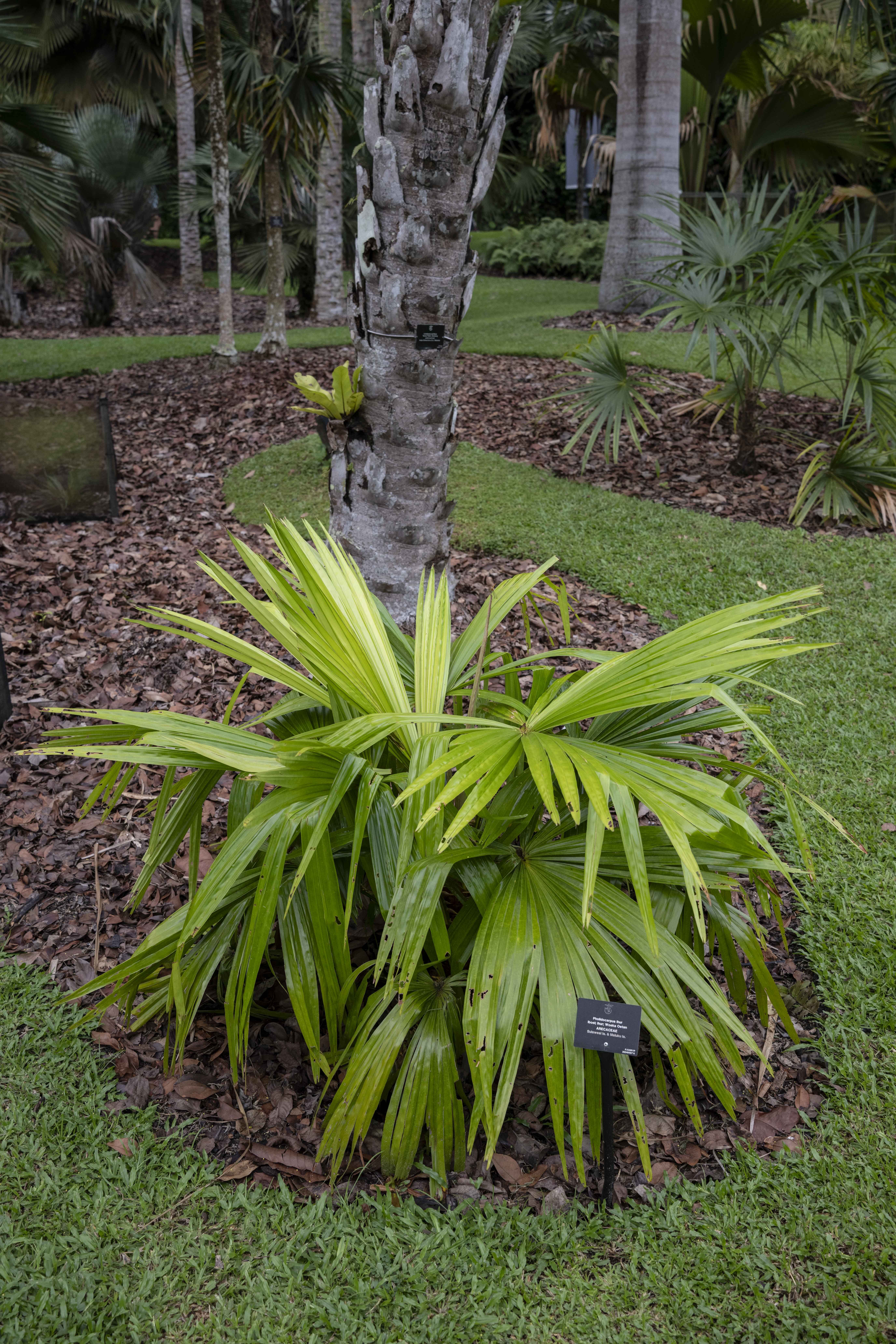 Pholidocarpus ihur at Singapore Botanic Gardens