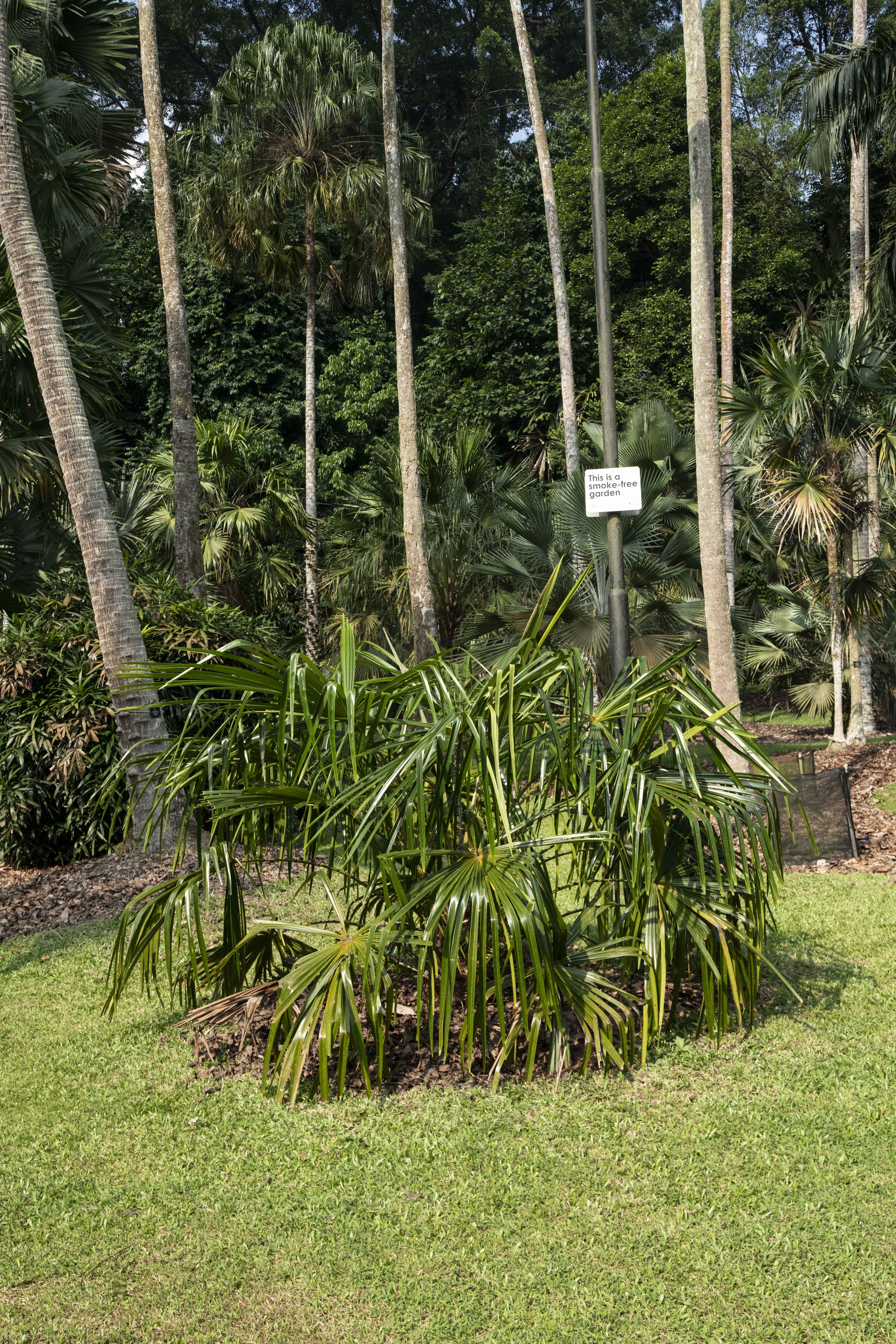 Pholidocarpus majadum at Singapore Botanic Gardens