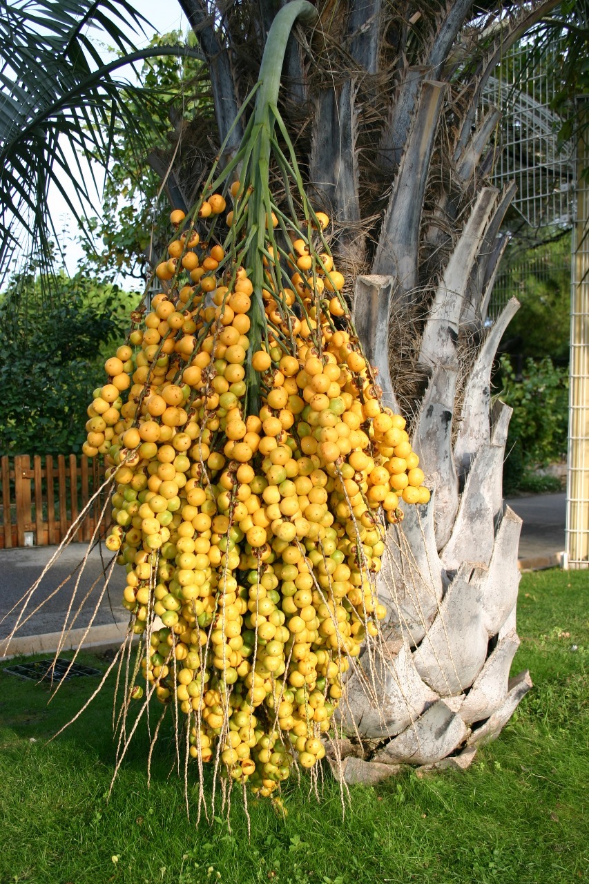 Butia odorata