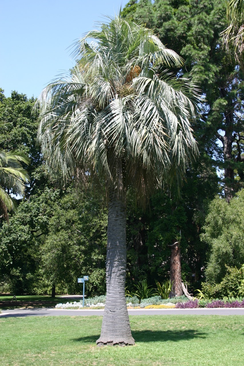 Butia odorata